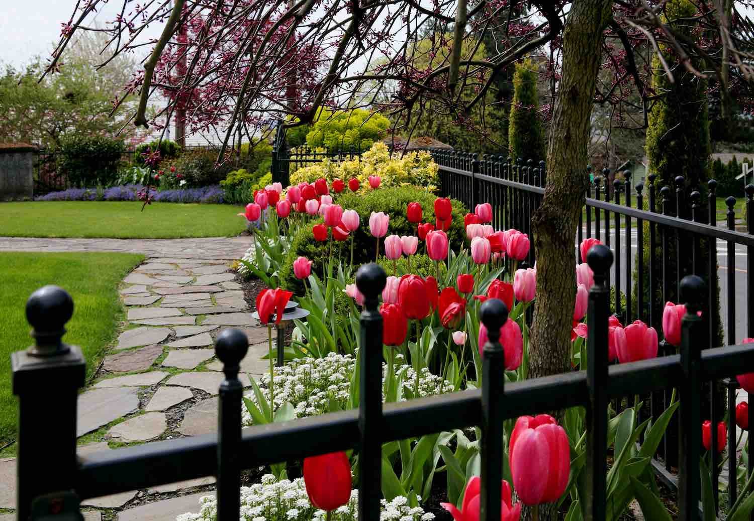 Tulip Time In Vancouver, Washington | In the fall we plant hundreds of tulips for spectacular springtime color.