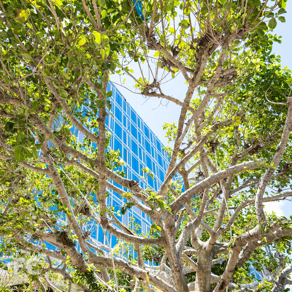 The glass façade of the new residential tower, seen from the courtyard.