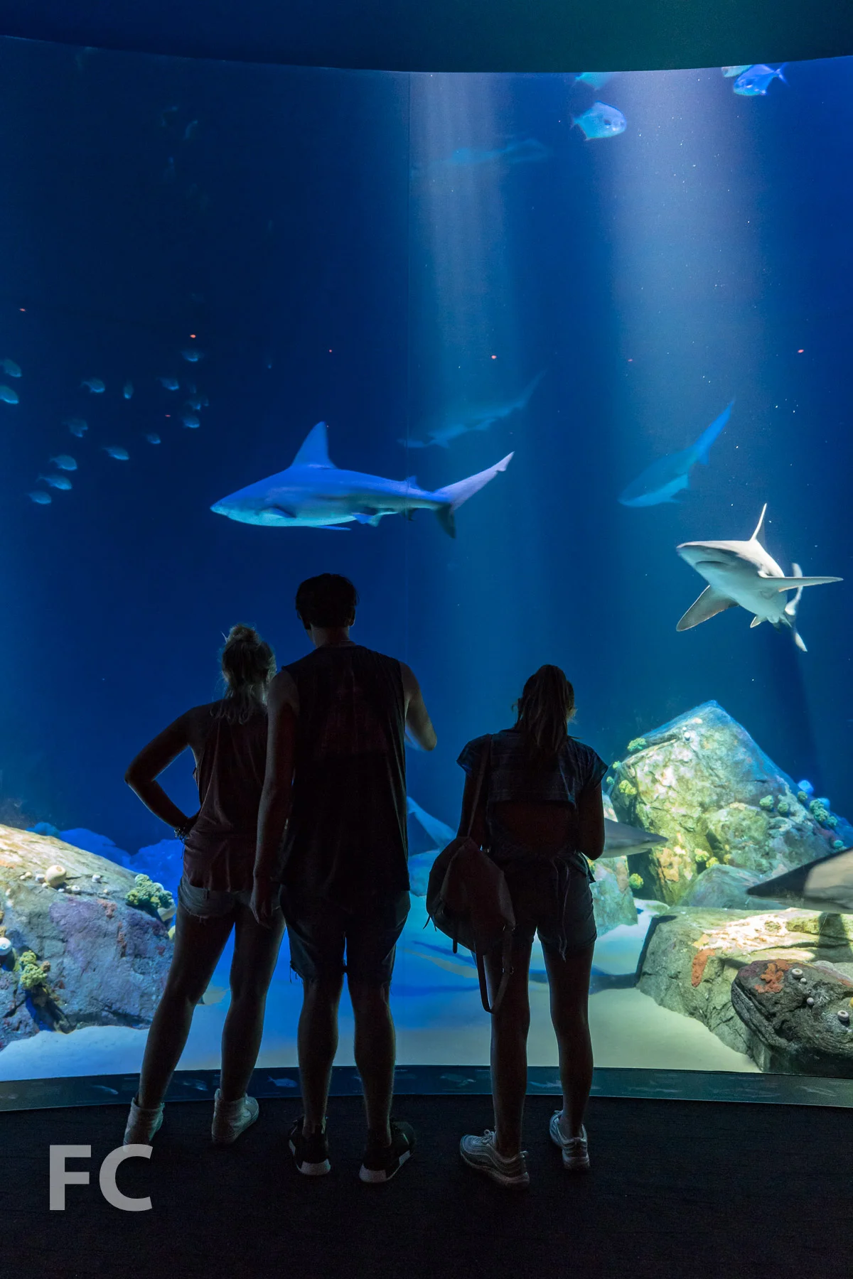 2018_07_05-NY Aquarium-DSC03525.jpg