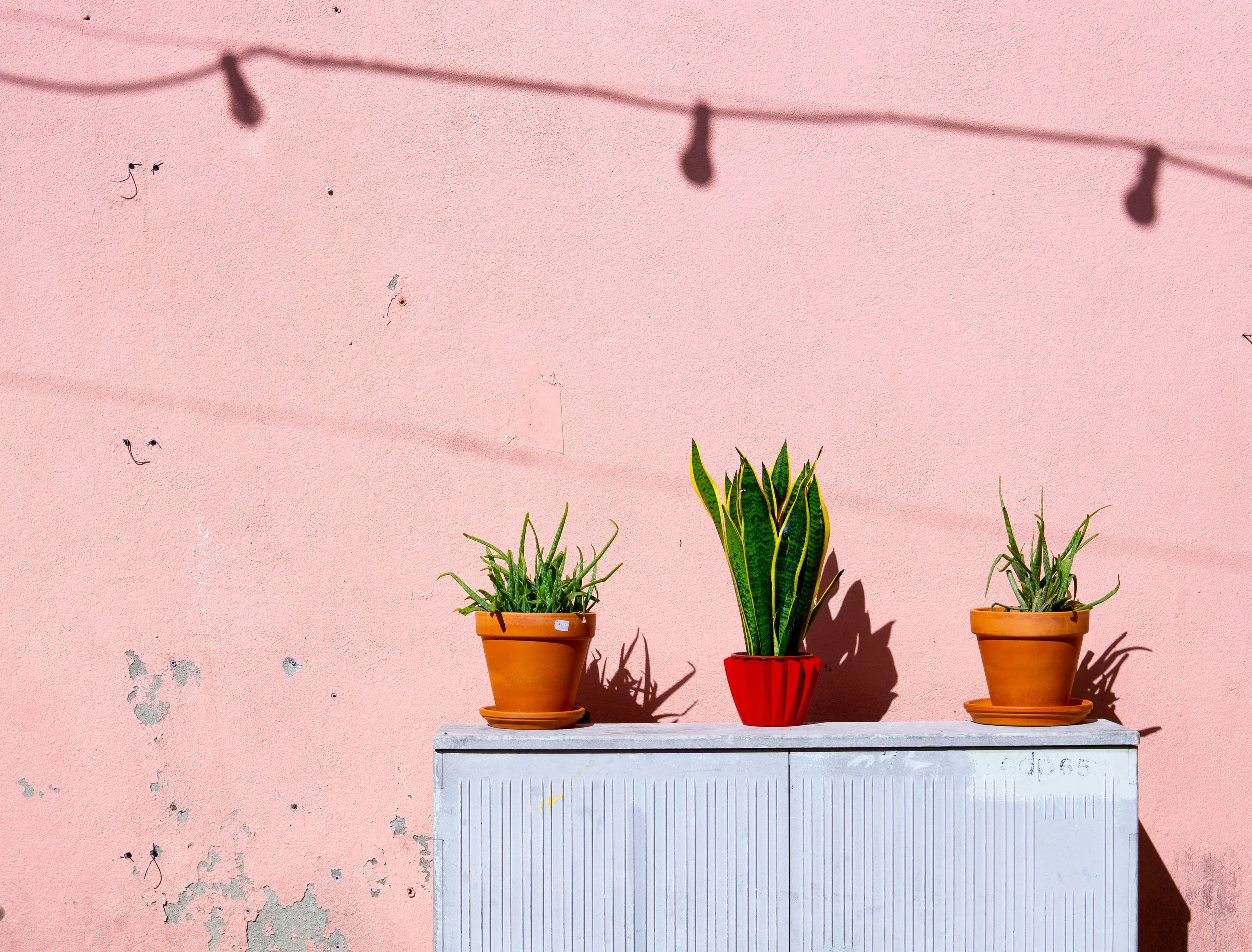 aloe-vera-bright-decoration-1549201.jpg