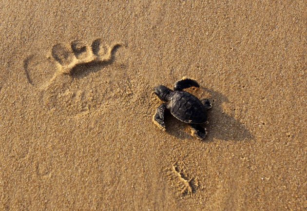 BabyTurtle.jpg