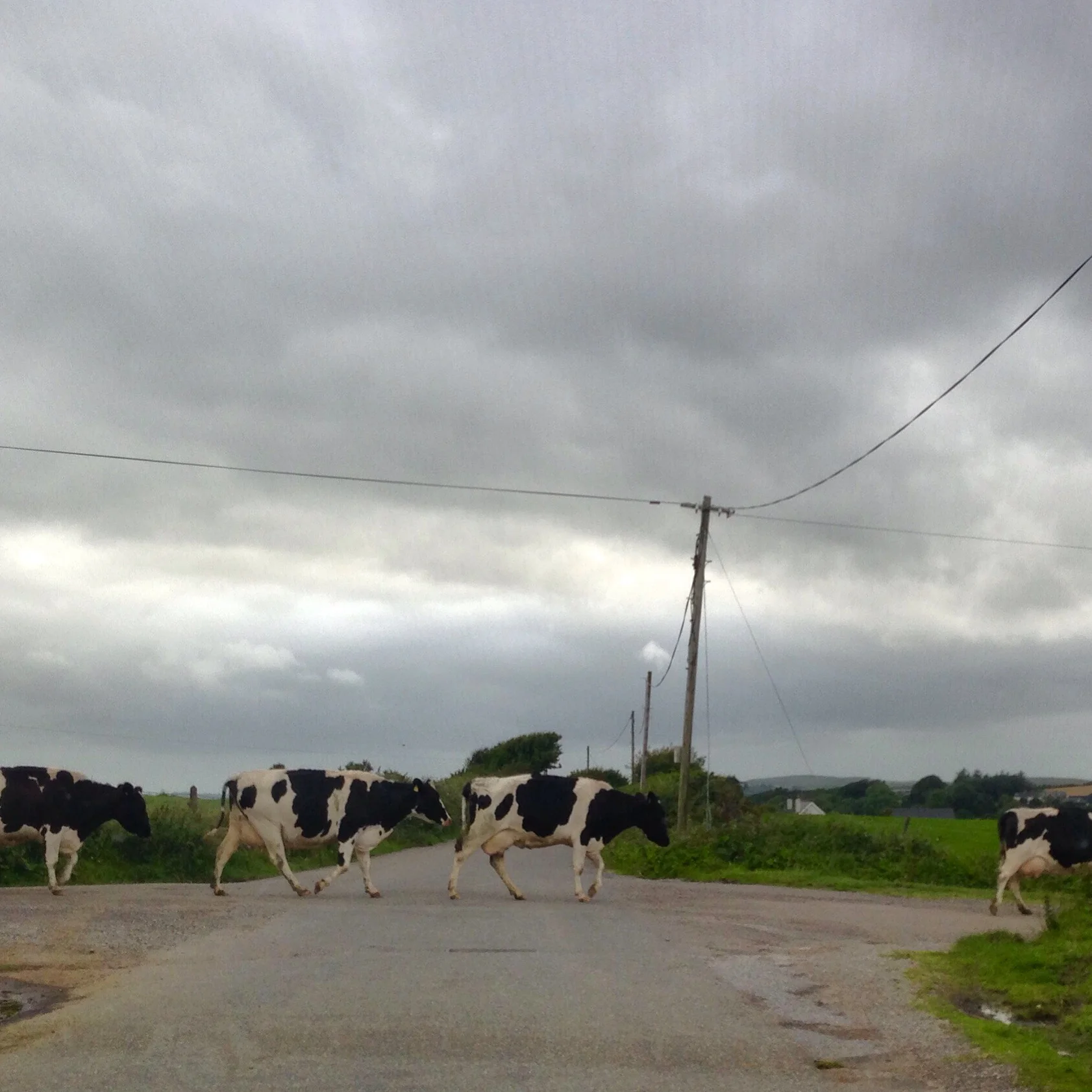 rush hour in rural ireland.