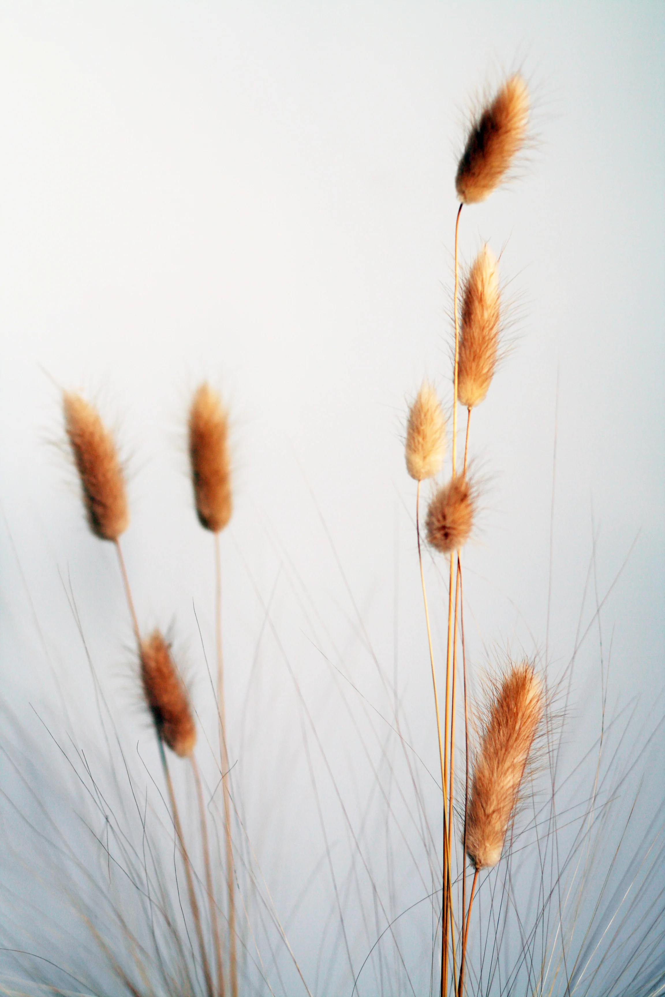 130922_WHEAT3.JPG