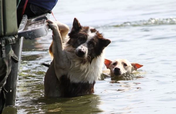 dog-stranded-in-flood.jpg