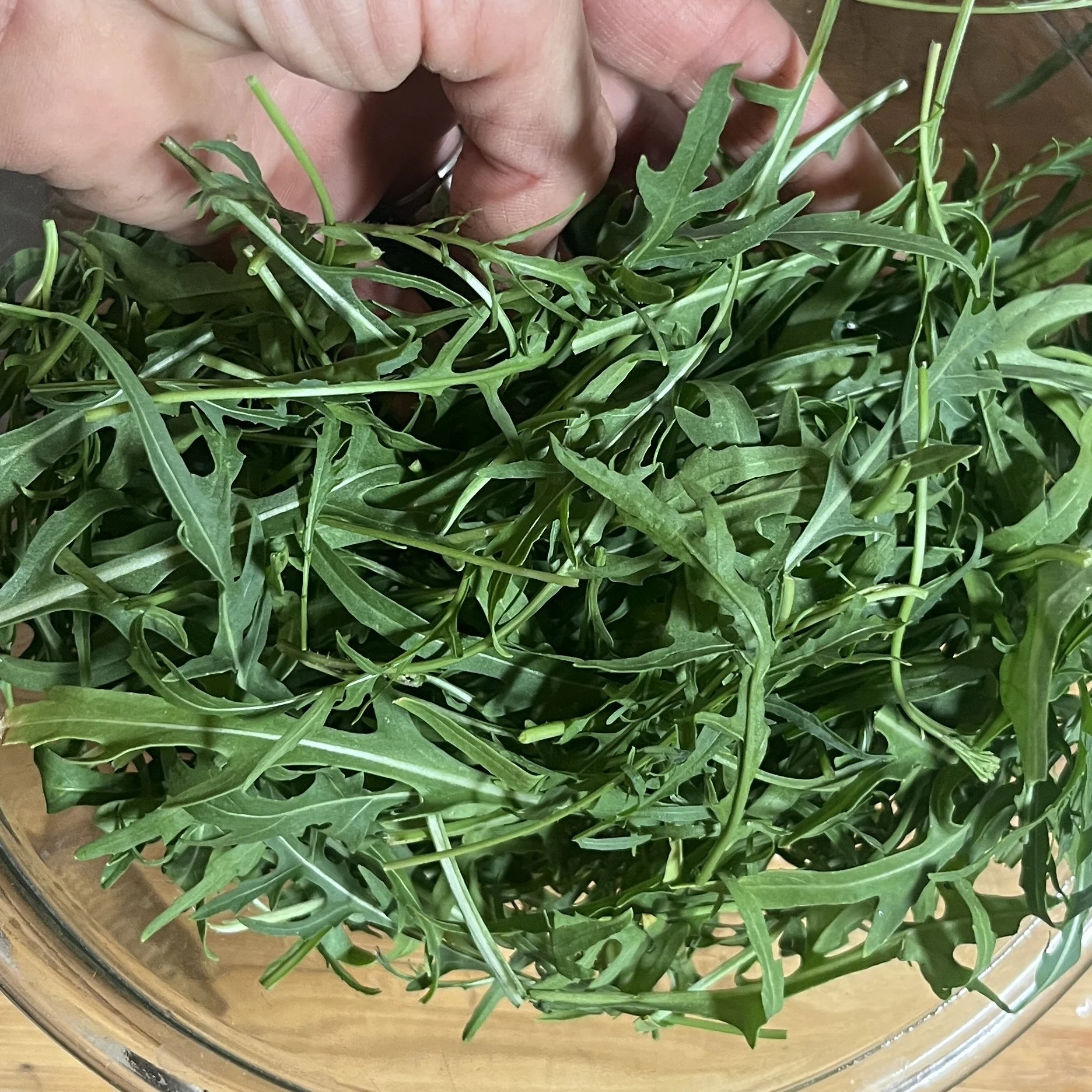 Wild about Wild Arugula