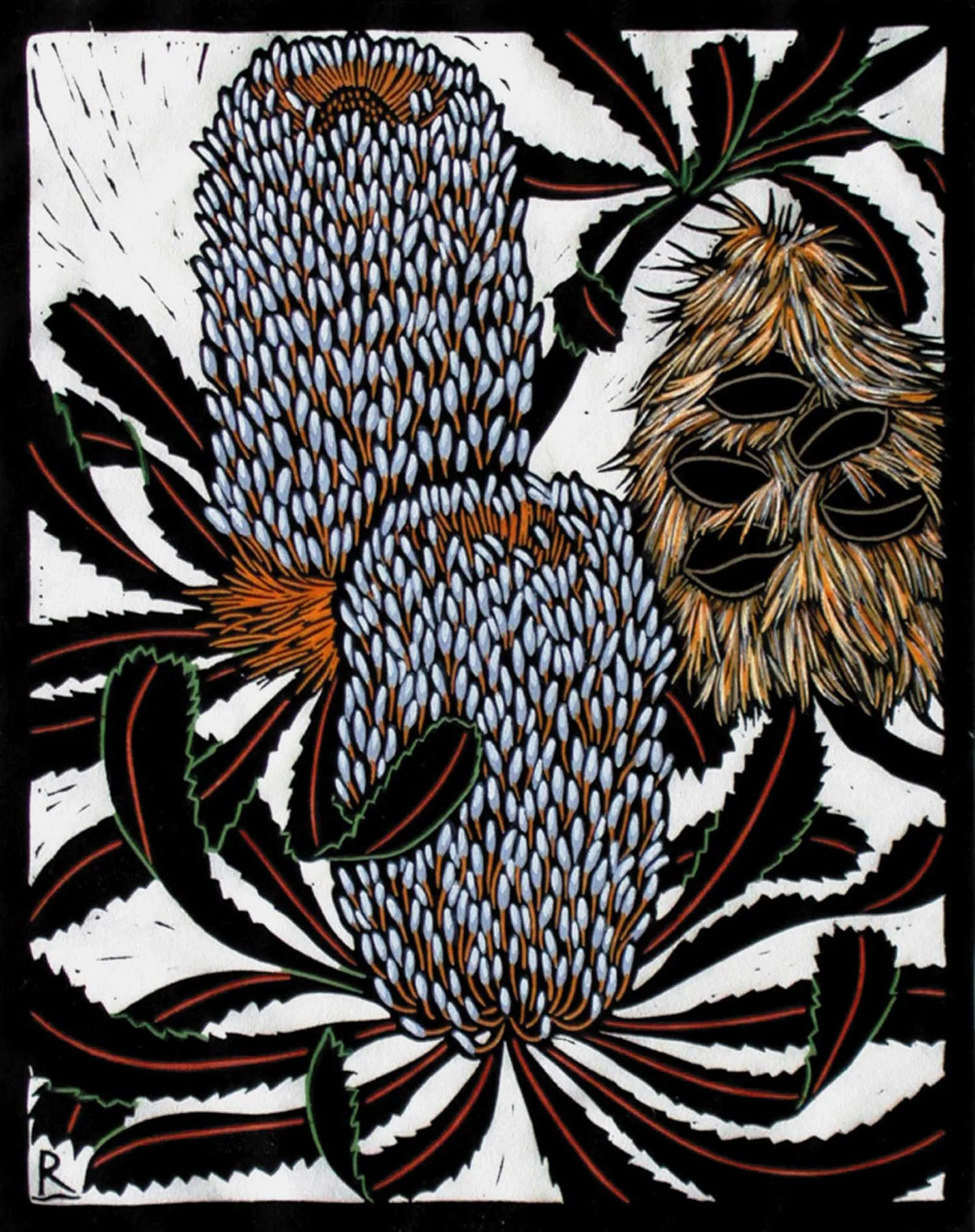 BANKSIA SERRATA 28 X 22 CM EDITION OF 50 HAND COLOURED LINOCUT ON HANDMADE JAPANESE PAPER $600