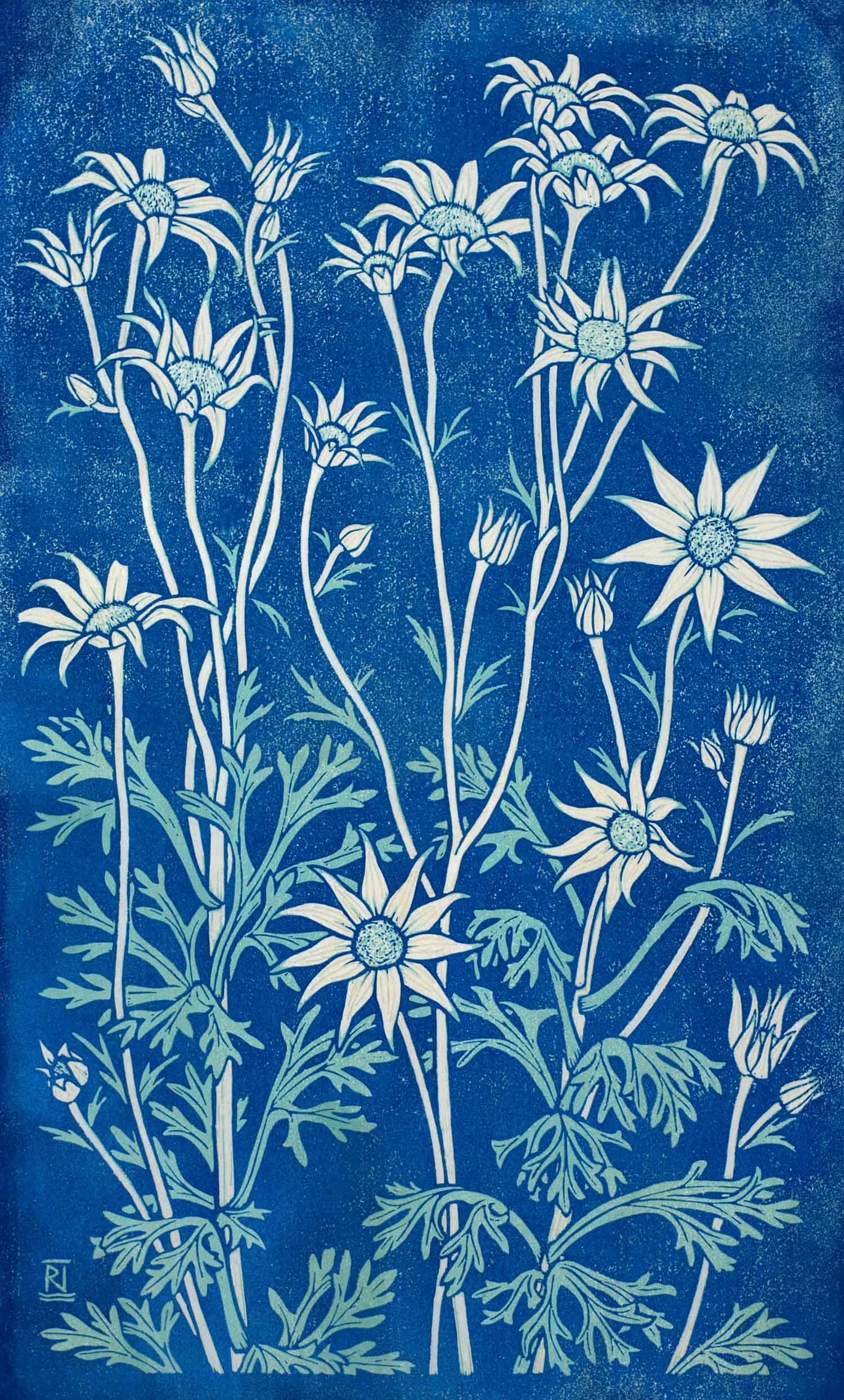 Flannel Flower II 49 x 30 cm Edition of 16 Reduction linocut on handmade Japanese paper $950