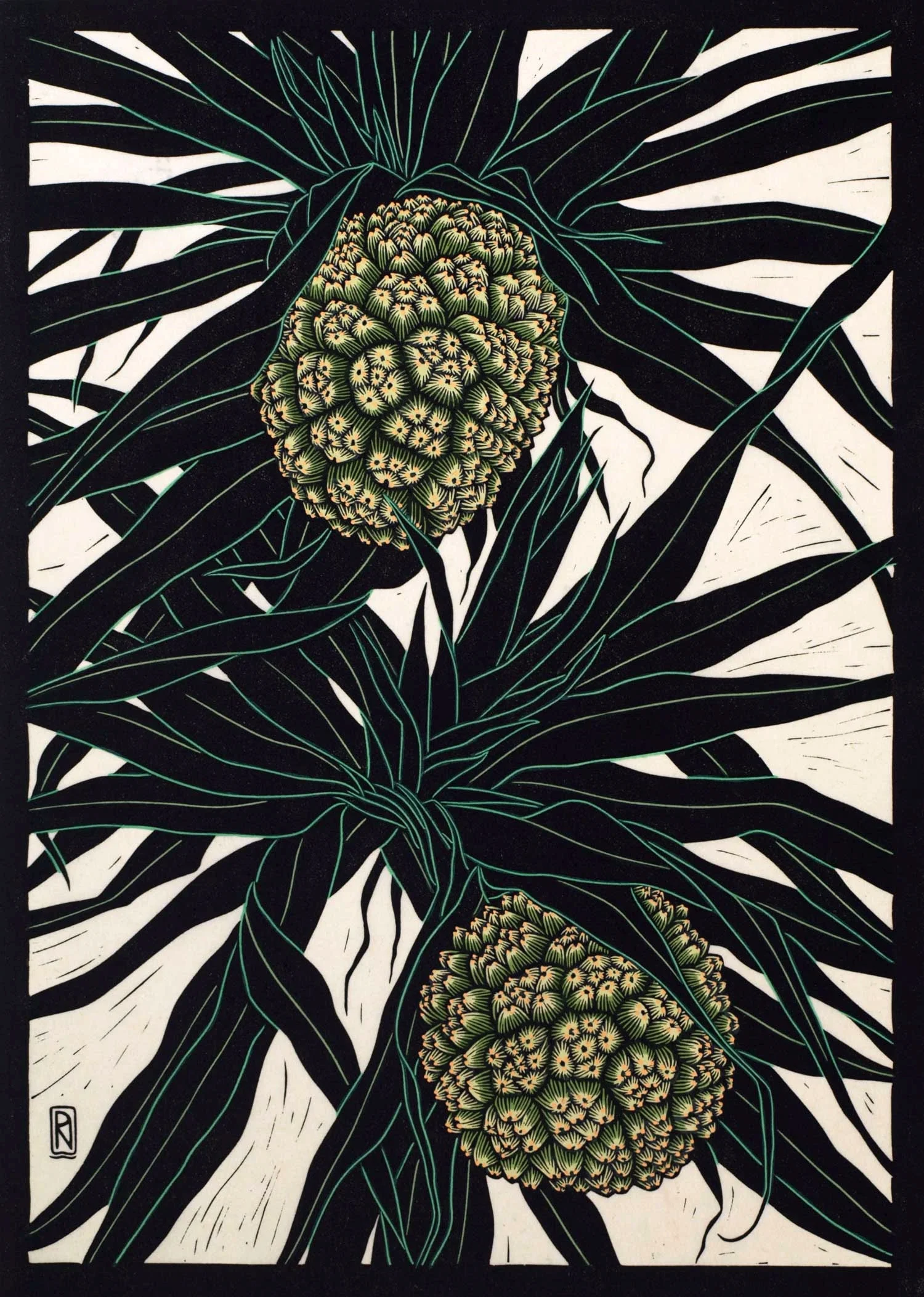 PANDANUS FRUIT 49 X 35 CM EDITION OF 50 HAND COLOURED LINOCUT ON HANDMADE JAPANESE PAPER $1,050