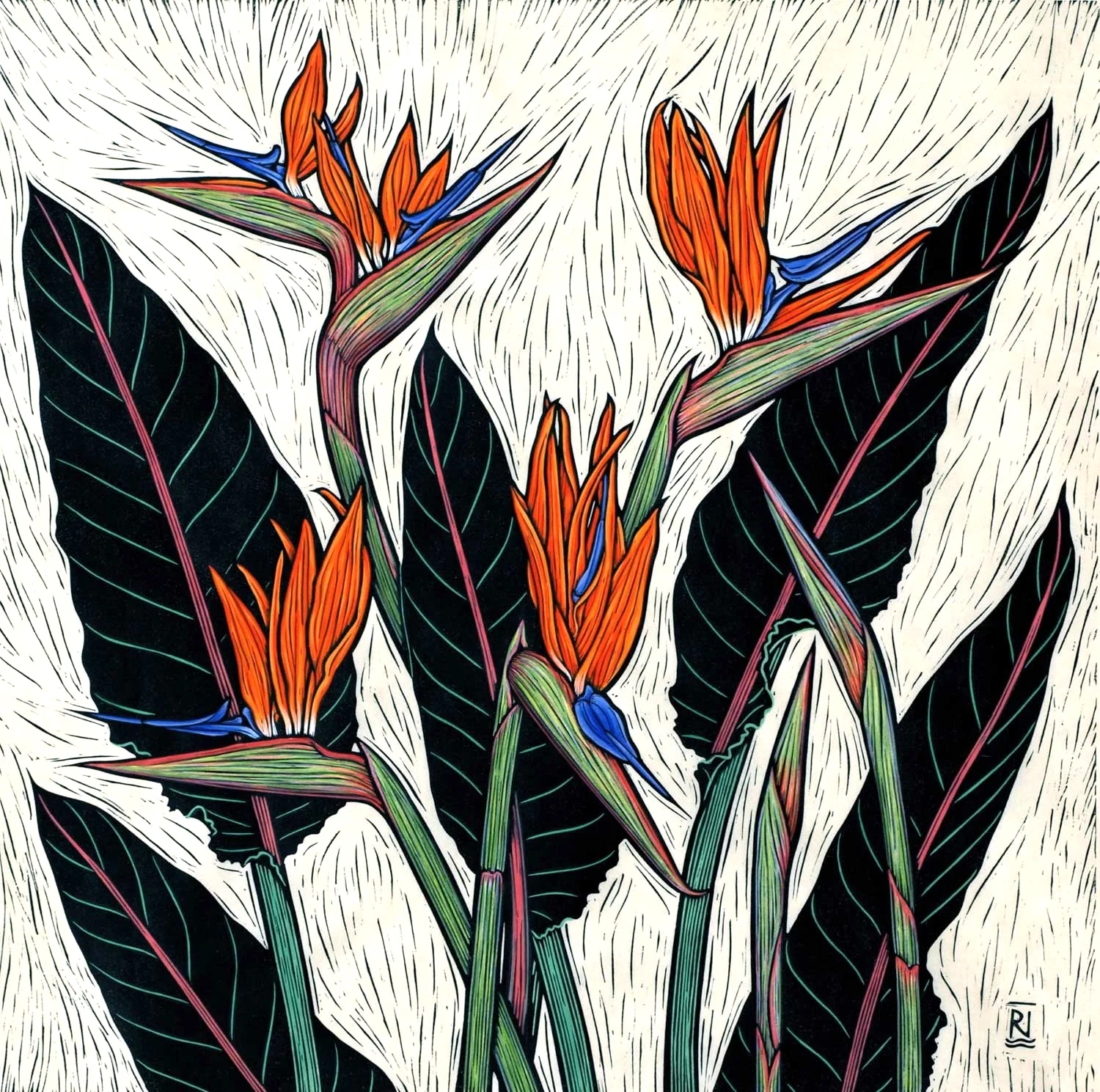 BIRD OF PARADISE FLOWER 51 X 51 CM EDITION OF 50 HAND COLOURED LINOCUT ON HANDMADE JAPANESE PAPER $1,150