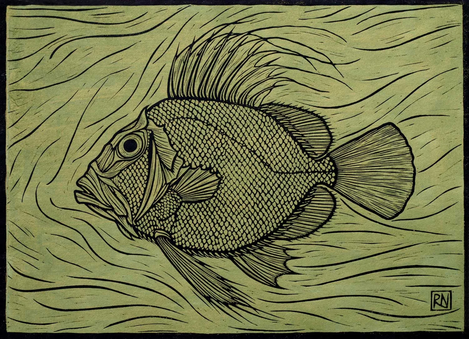 JOHN DORY 30 X 41.5 CM EDITION OF 50 HAND COLOURED LINOCUT ON HANDMADE JAPANESE PAPER $750