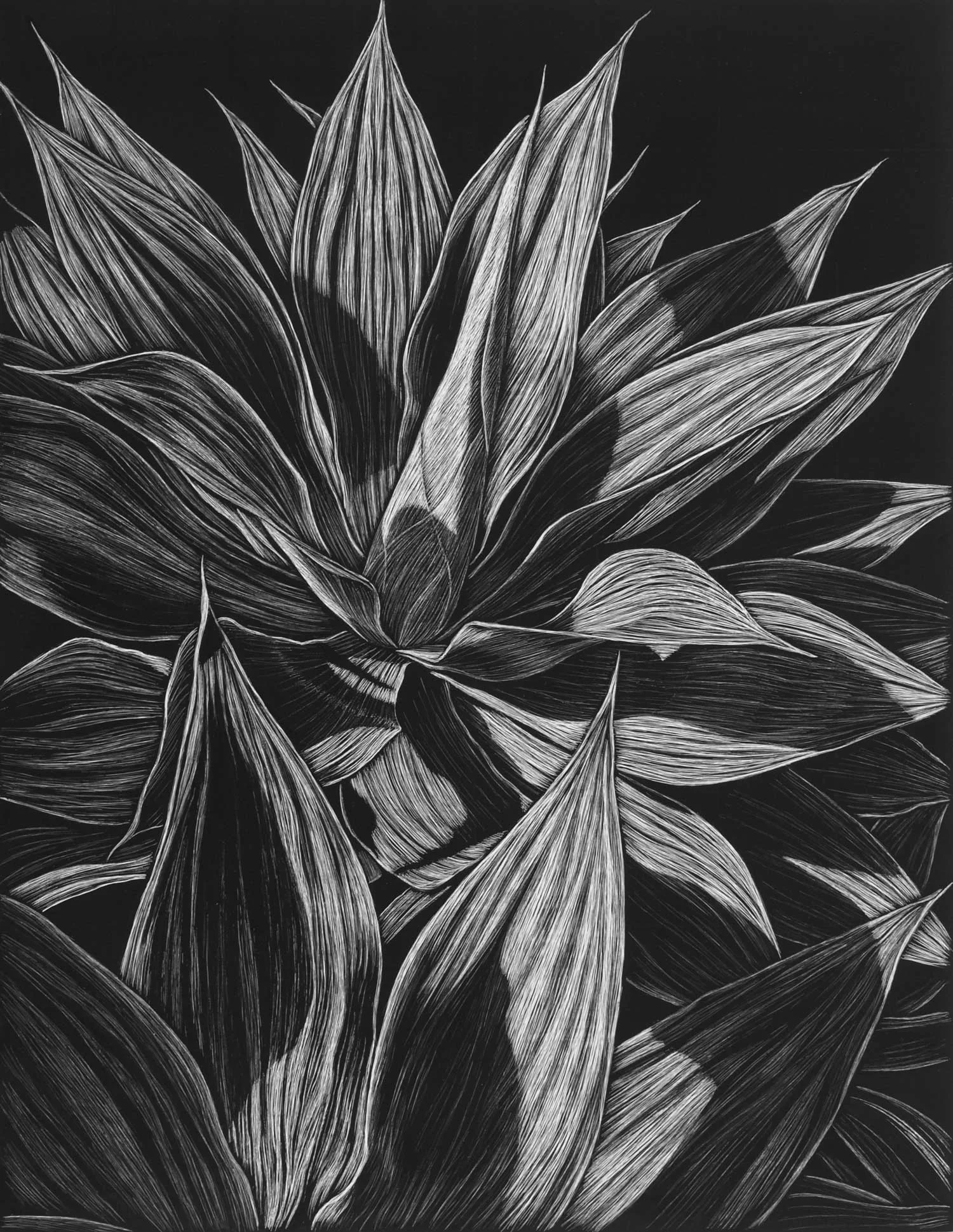 AGAVE, CLAREVILLE BEACH III 45.5 X 35.5 CM EDITION OF 50 PIGMENT ON COTTON RAG PAPER $750