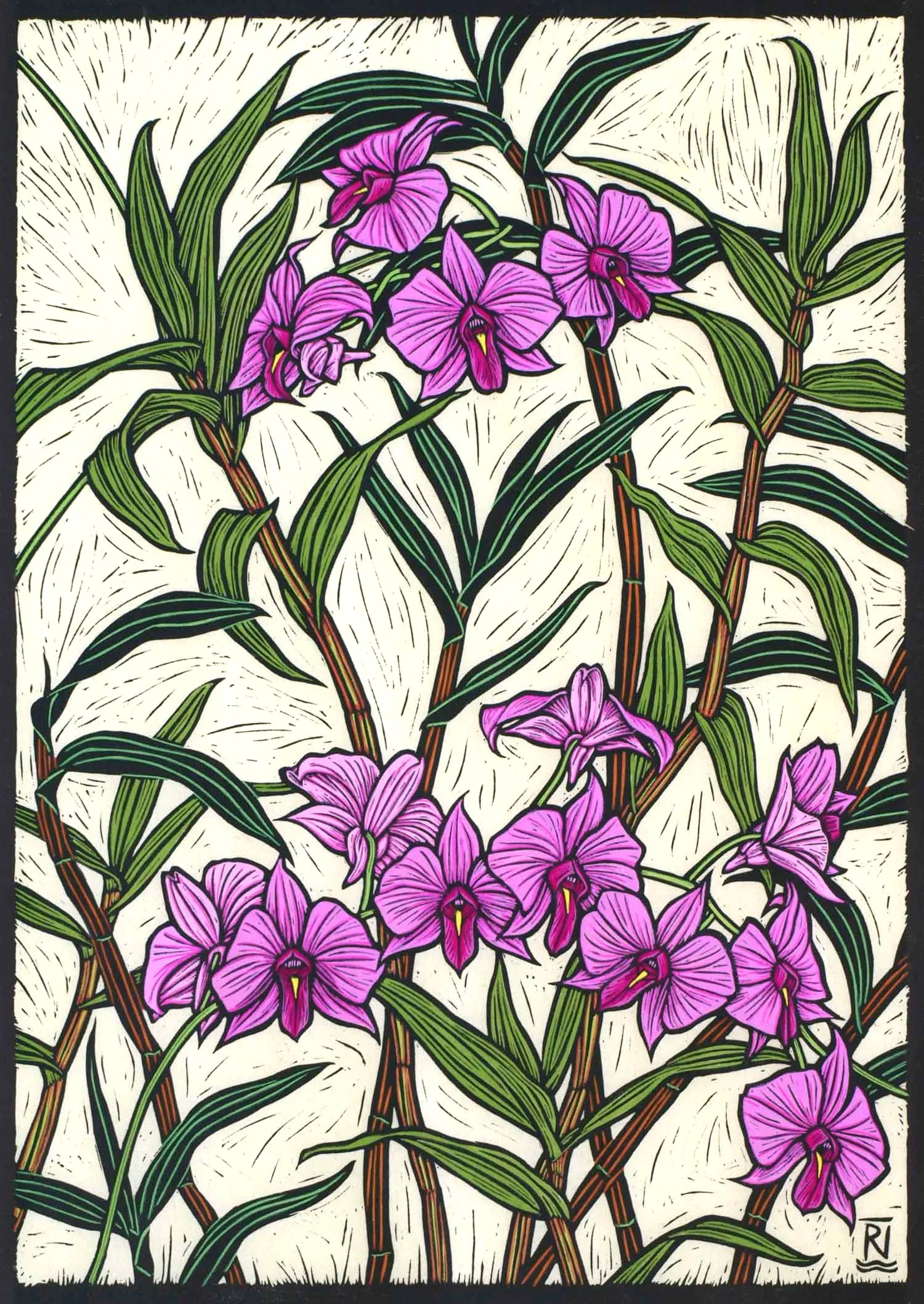 COOKTOWN ORCHID 47.5 X 33.5 CM EDITION OF 50 HAND COLOURED LINOCUT ON HANDMADE JAPANESE PAPER $1,100