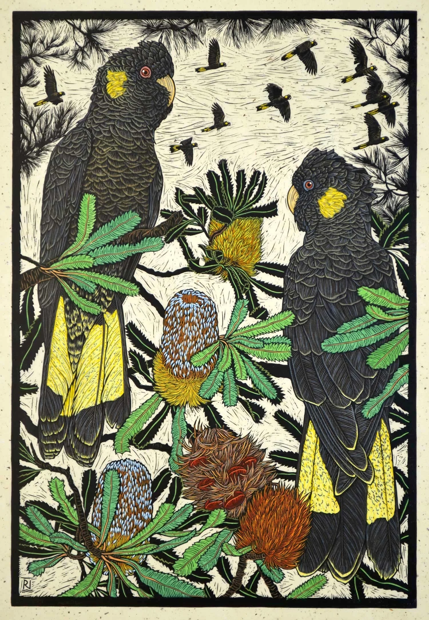 Yellow-tailed black Cockatoo and Banksia 75.5 x 50.5 cm, Edition of 50 Hand-coloured linocut on handmade Japanese paper $1,700