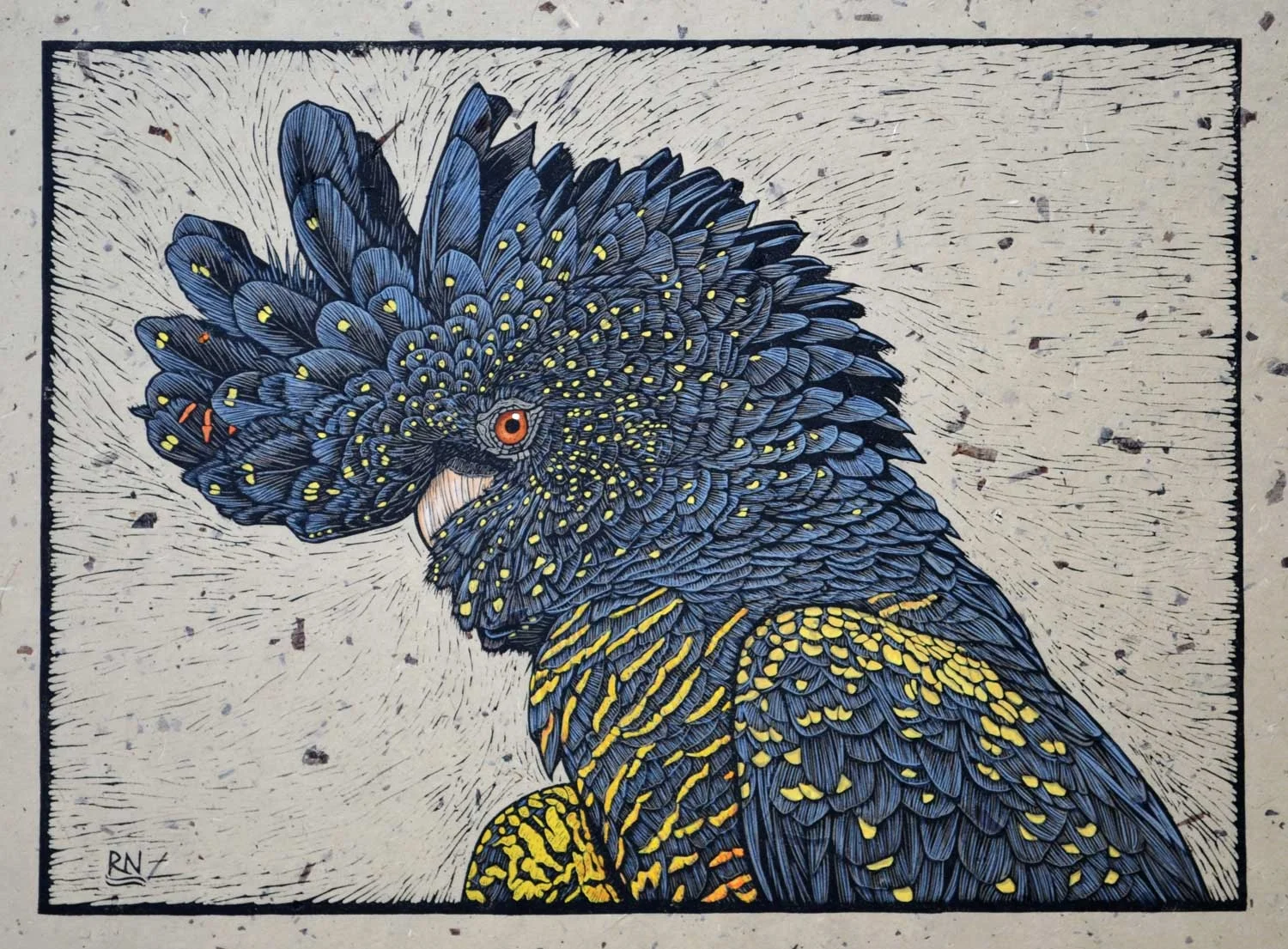 RED-TAILED BLACK COCKATOO PORTRAIT 37 X 50 CM, EDITION OF 50 HAND-COLOURED LINOCUT ON HANDMADE JAPANESE PAPER $1,100