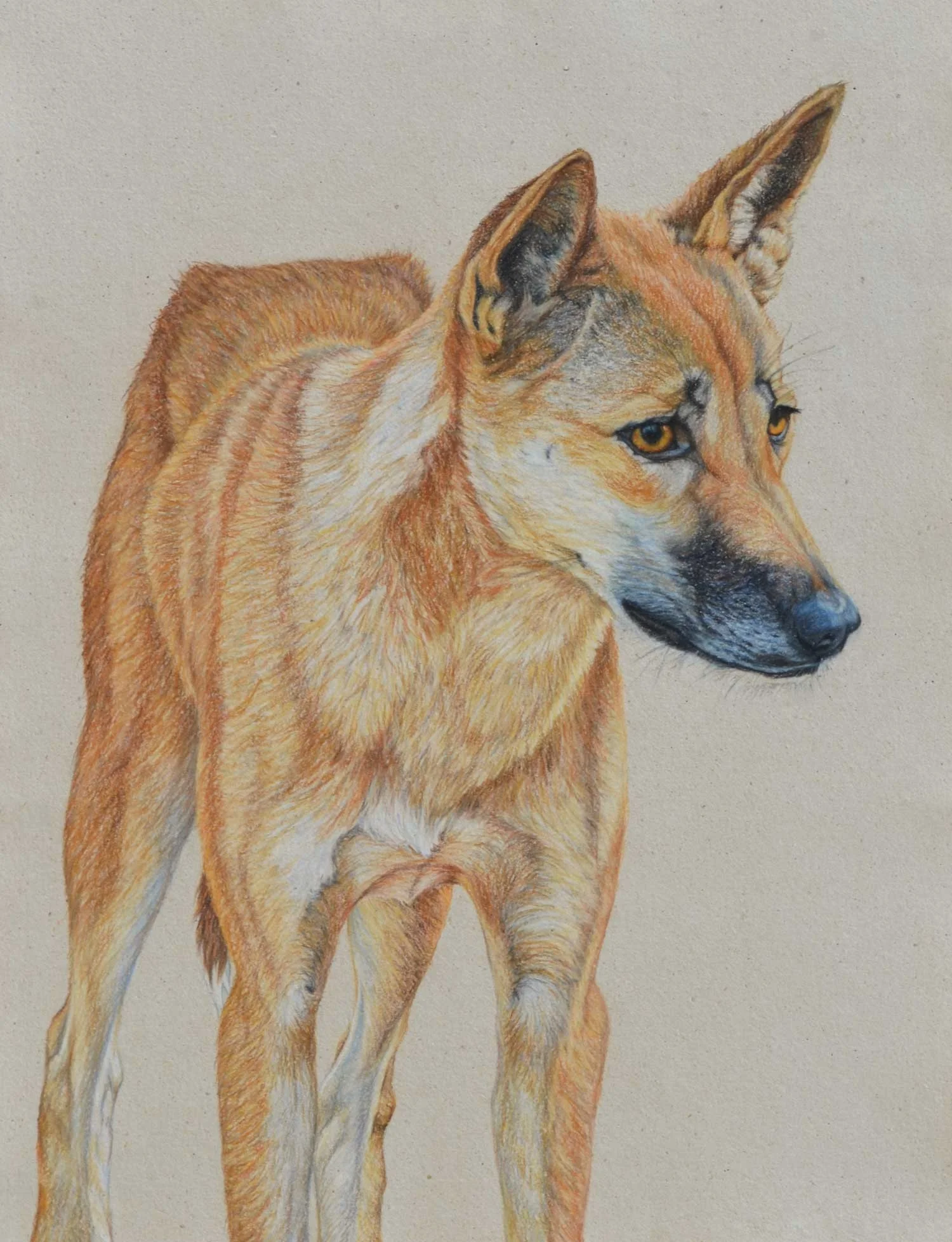 Dingo 61 x 41 CM, Pastel on handmade paper Available as a limited edition print $1,100