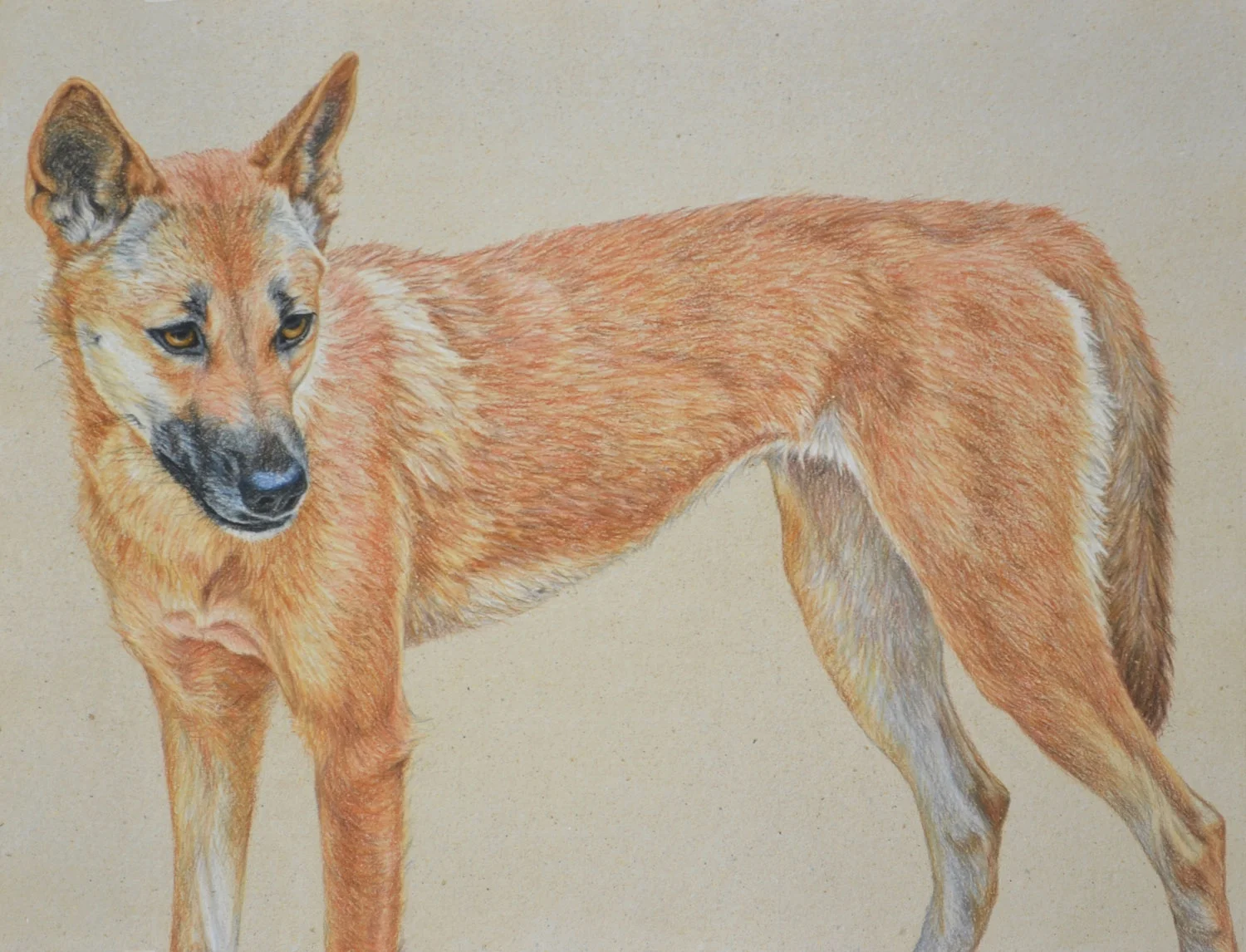 DINGO III 41 x 61 CM, PASTEL ON HANDMADE PAPER Available as a limited edition print $1,100