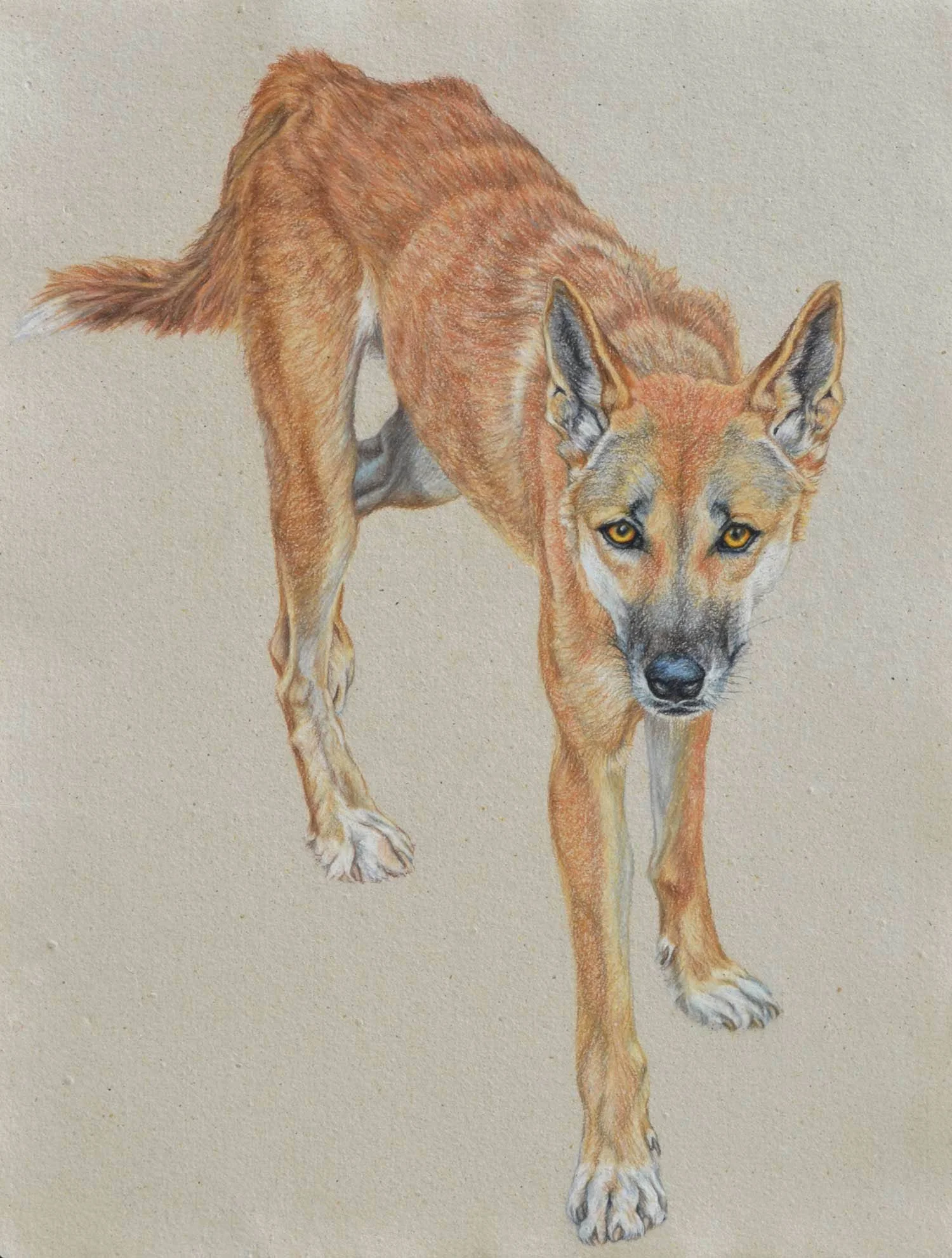 DINGO II 61 X 41 CM, .PASTEL ON HANDMADE PAPER $3,750 Available as a limited edition print $1,100