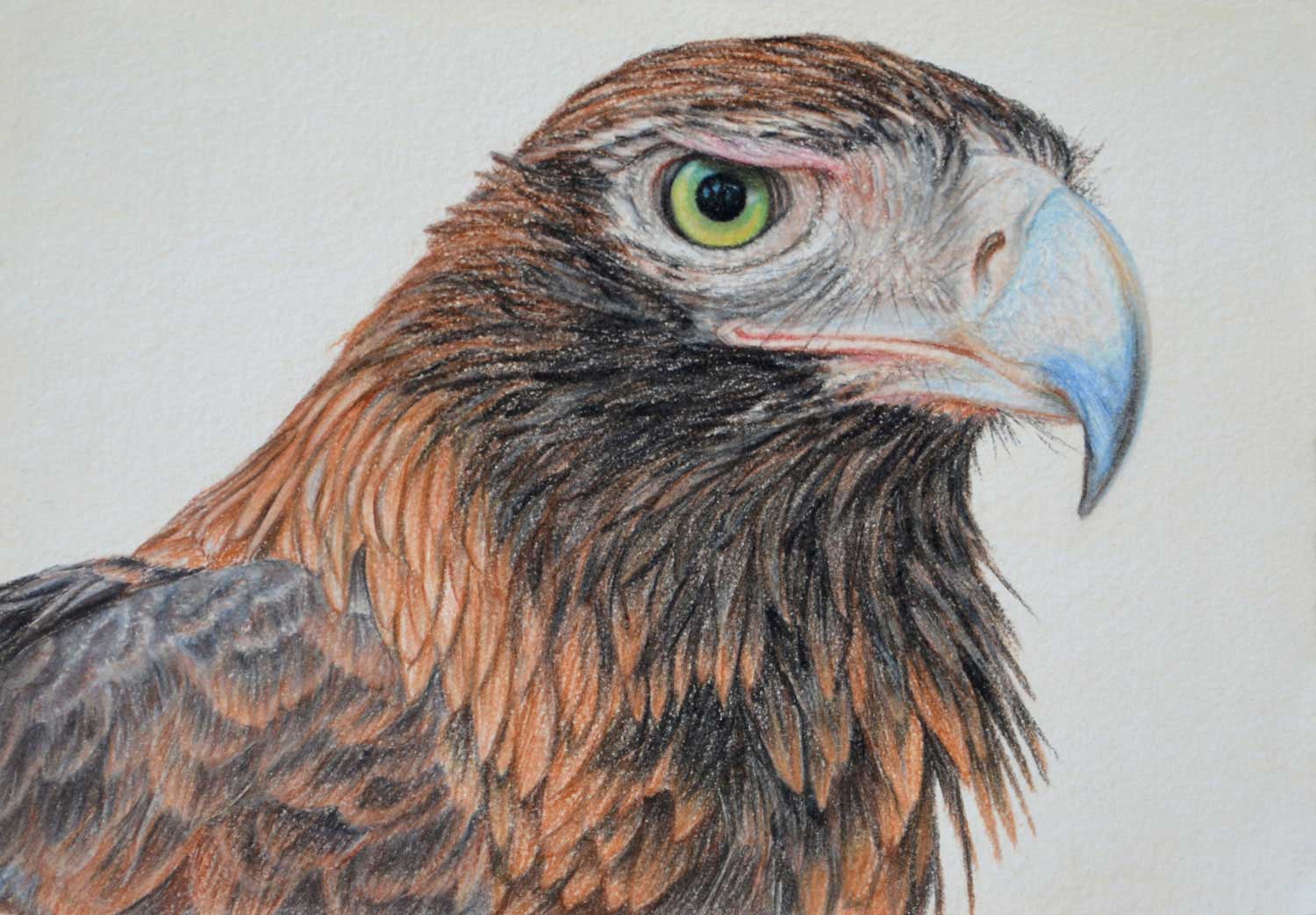 Wedge Tailed Eagle 21 x 30 cm Pastel on handmade paper $800