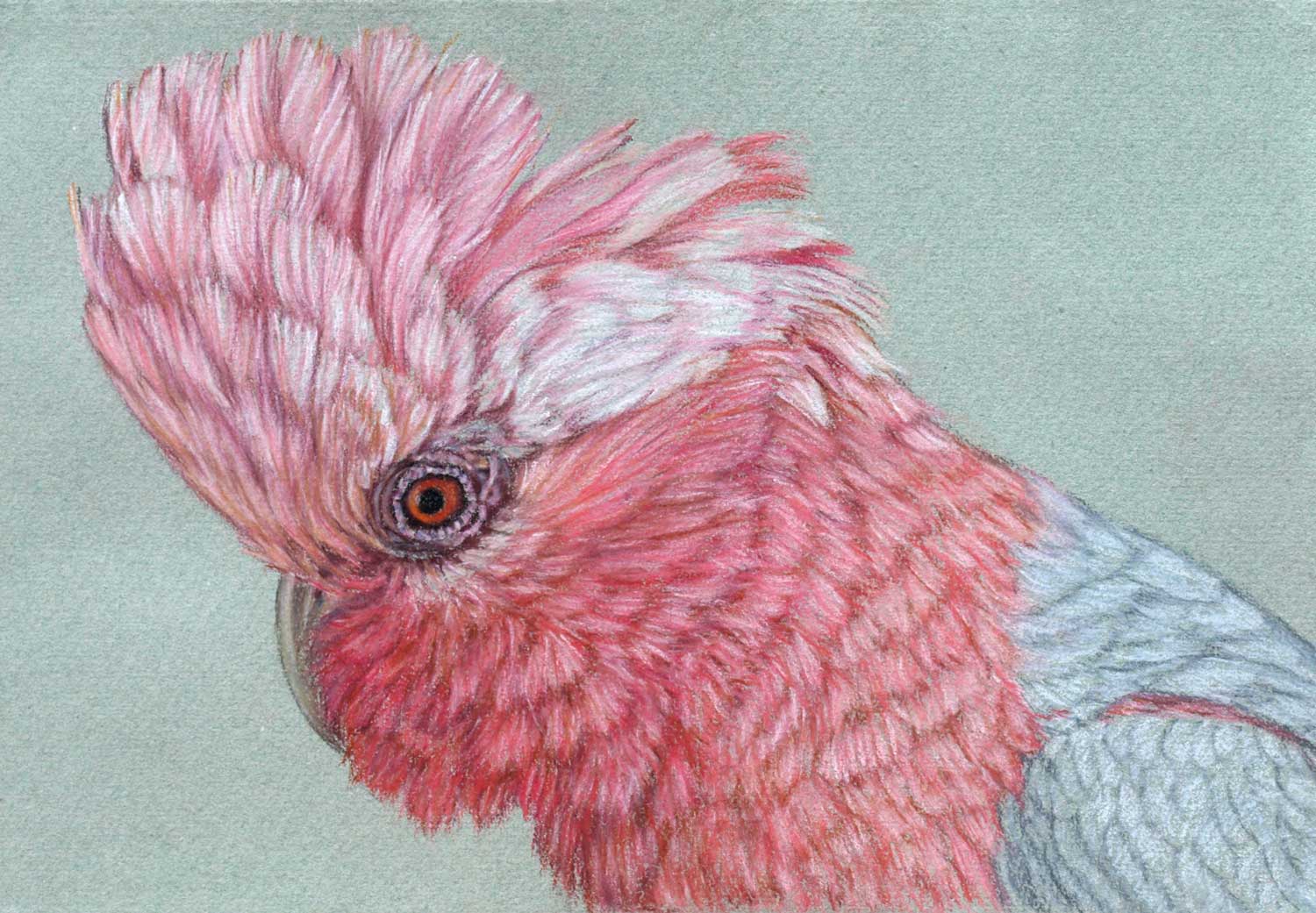 Galah 21 x 30 cm Pastel on handmade paper Sold