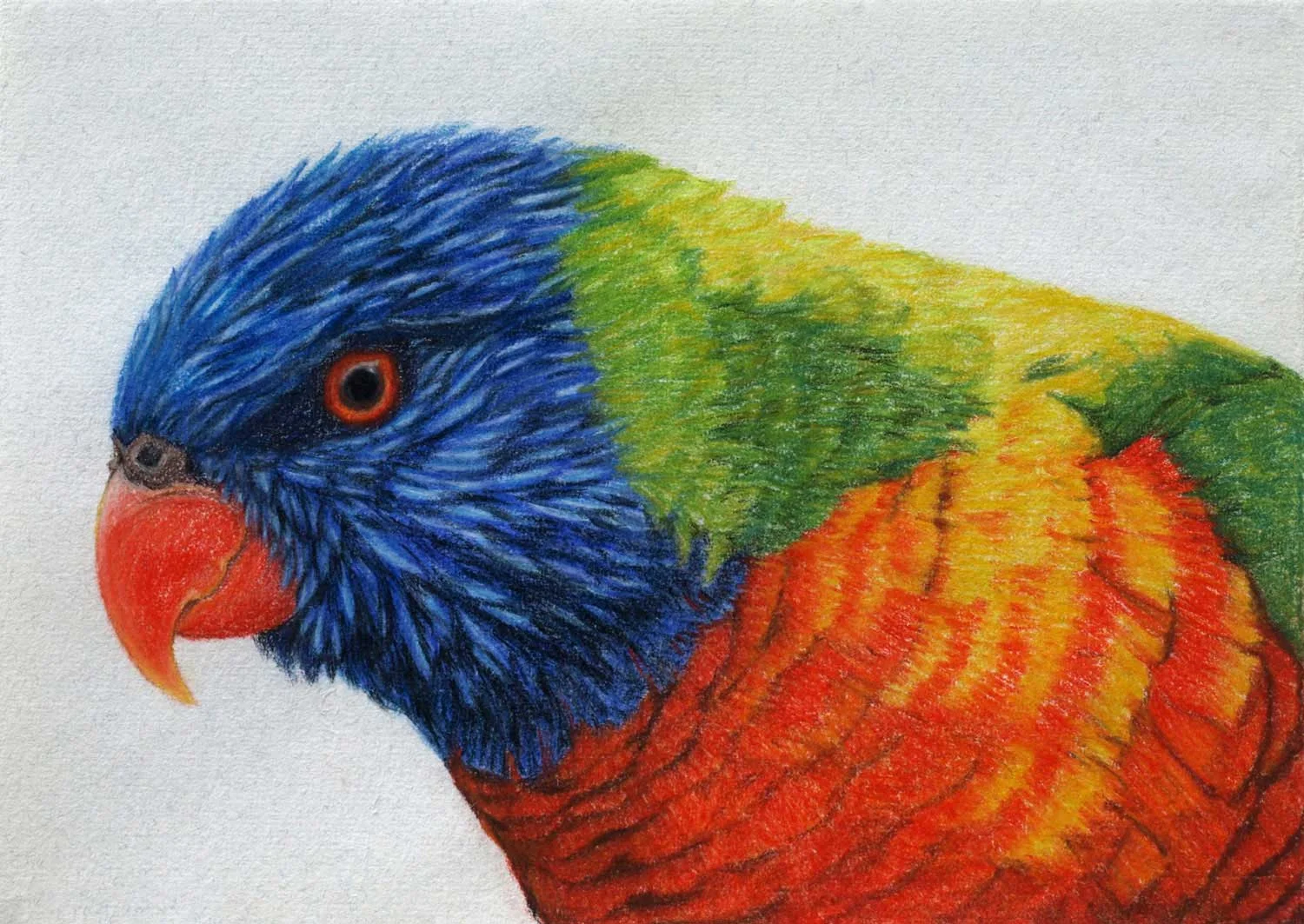 Rainbow Lorikeet 21 x 30 cm Pastel on handmade paper $800