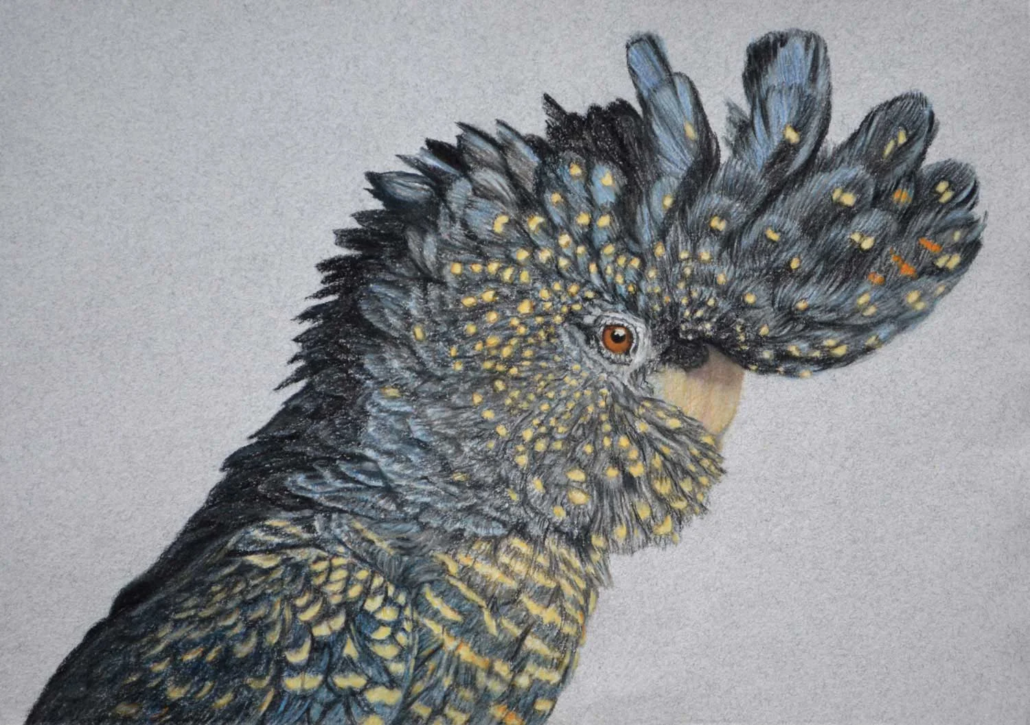 red tailed black cockatoo 21 x 30 cm Pastel on handmade paper Sold
