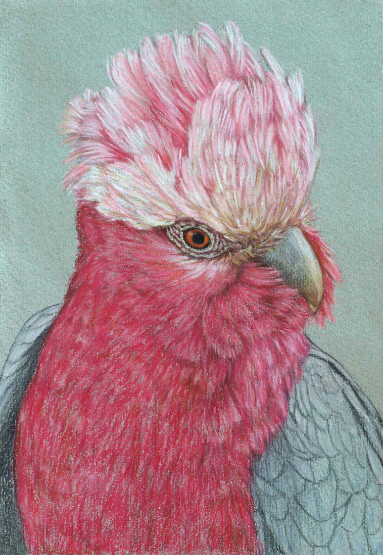 galah III 30 x 21 cm Pastel on handmade paper sold