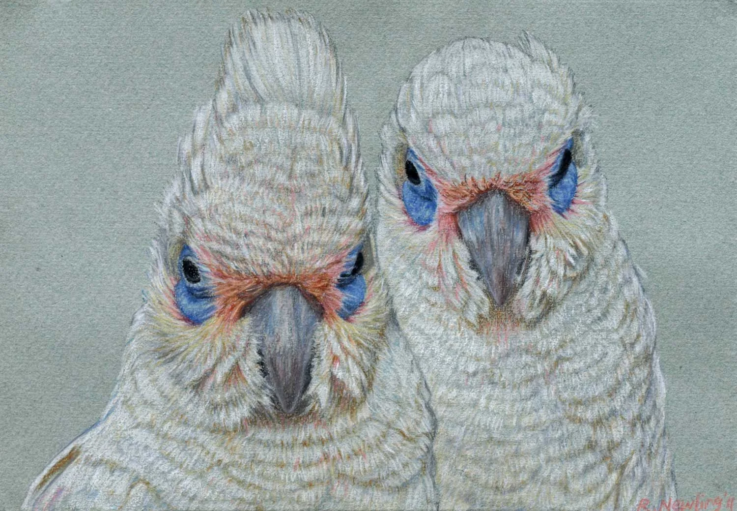 corella pair 21 x 30 cm Pastel on handmade paper sold