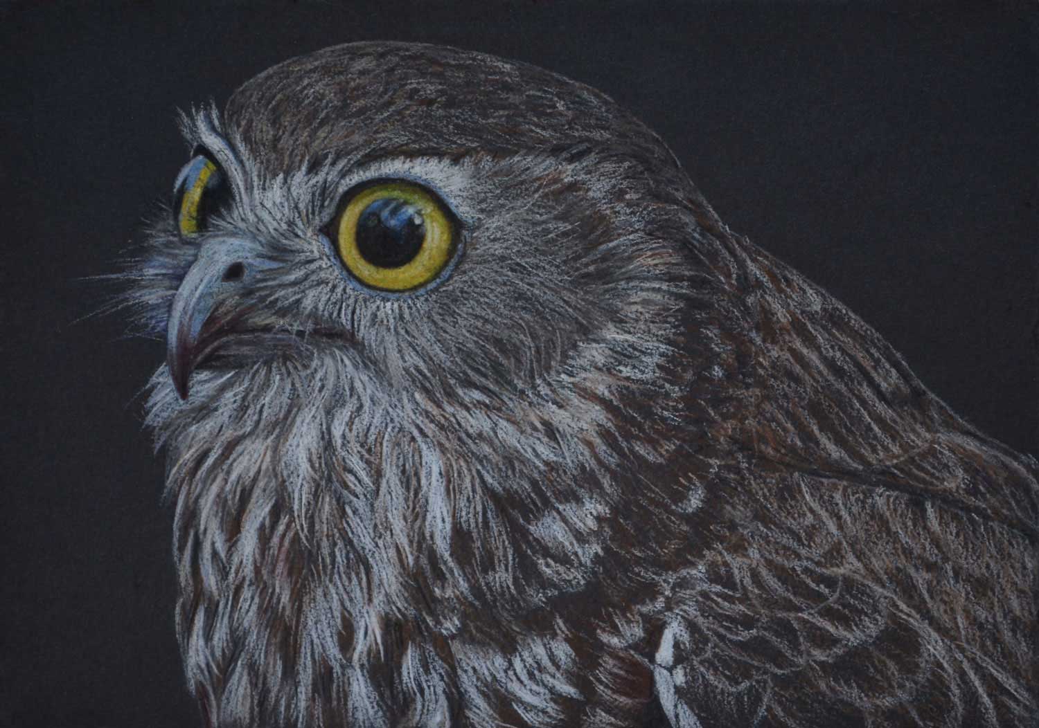 Boobook Owl III 21 x 30 cm Pastel on handmade paper SOLD