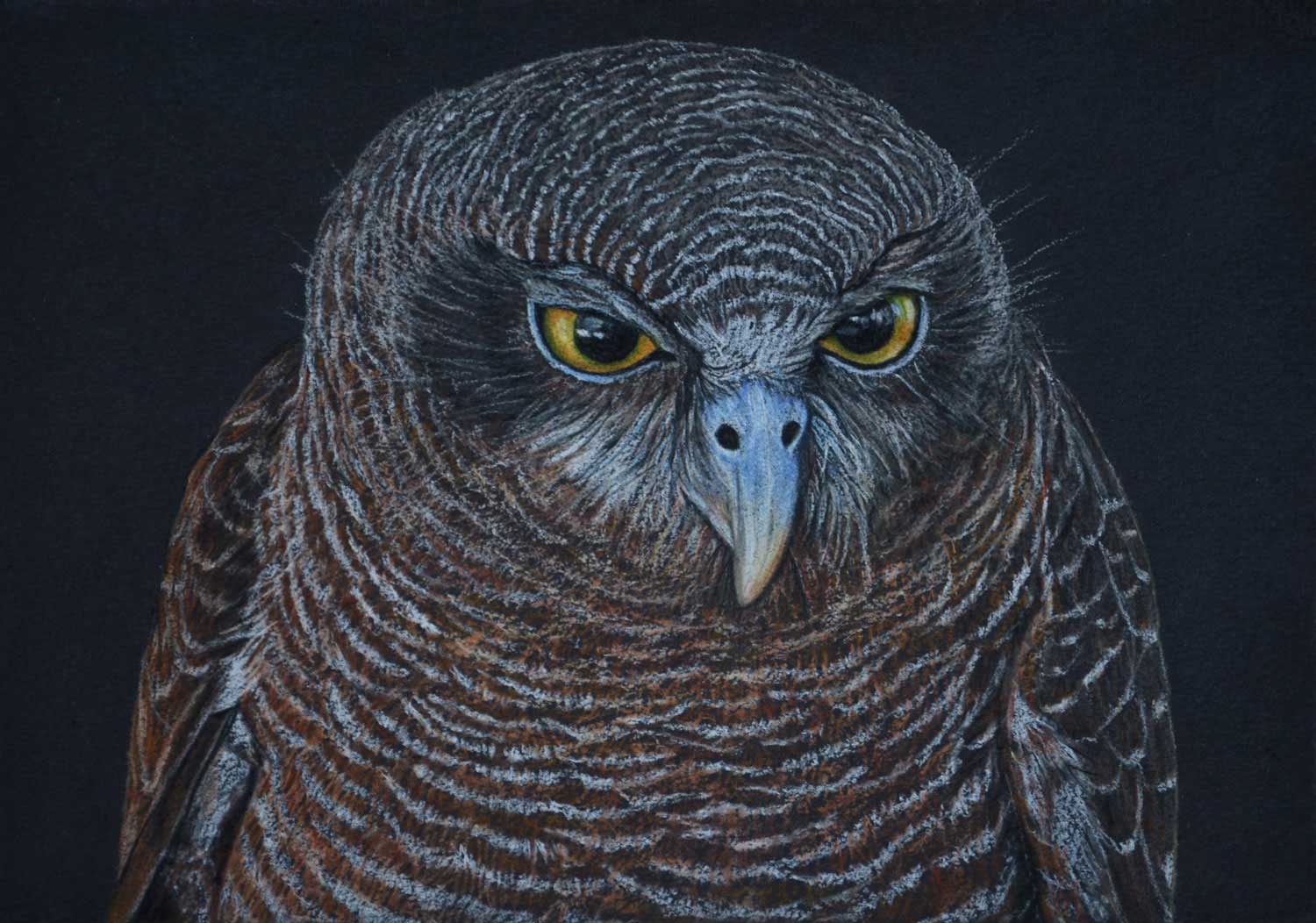 Rufous Owl II 21 x 30 cm Pastel on handmade paper SOLD