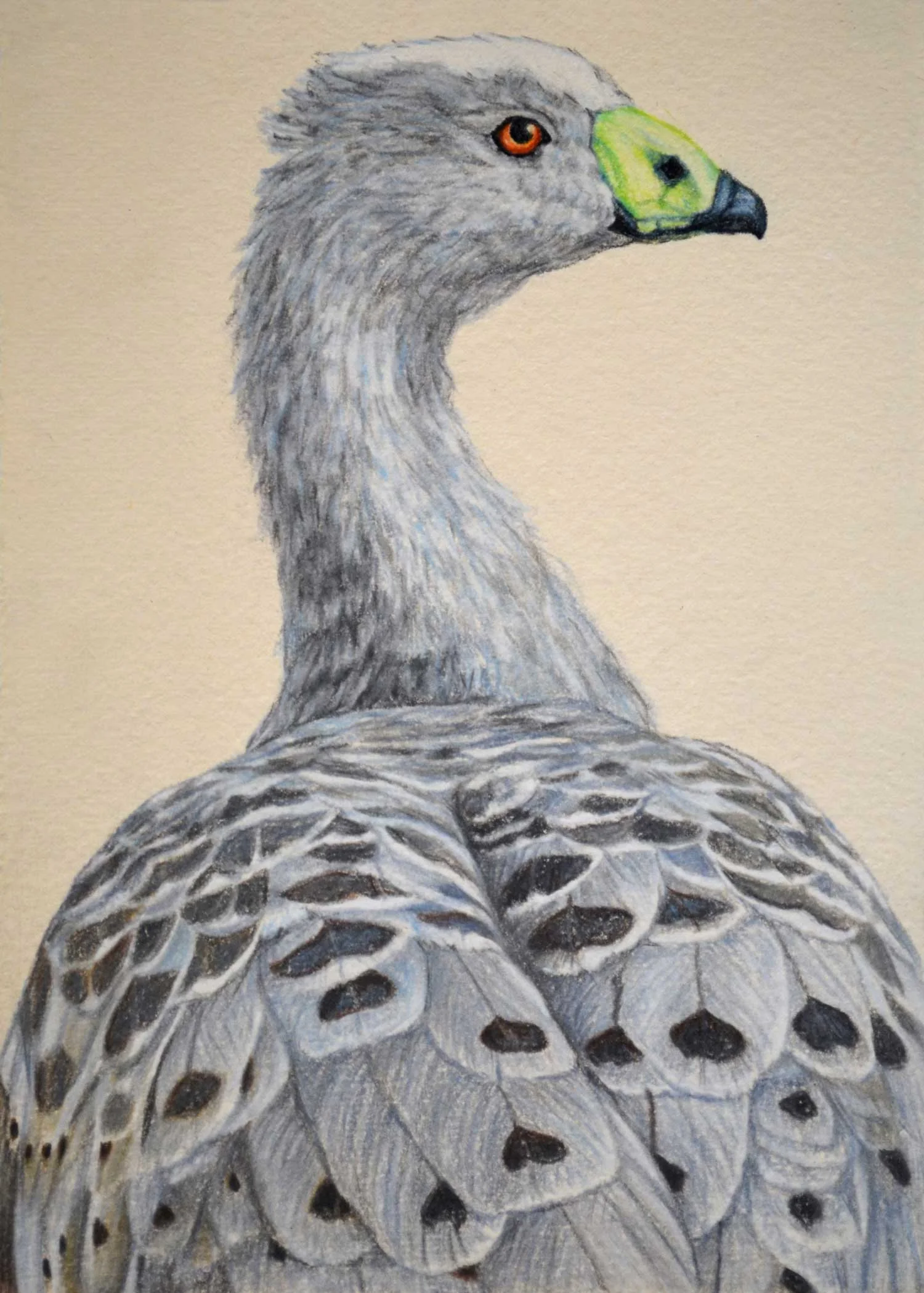 Cape Barren Goose II 30 x 21 cm Pastel on handmade paper SOLD