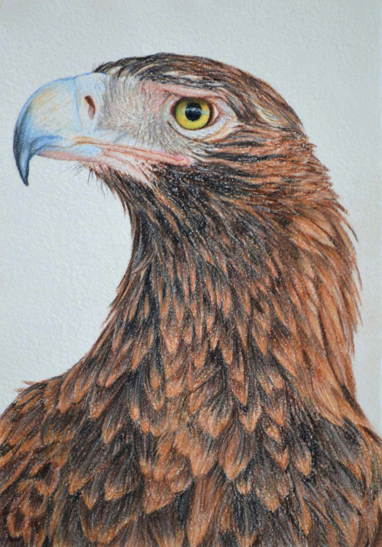 Wedge Tailed Eagle II 30 x 21 cm Pastel on handmade paper $800