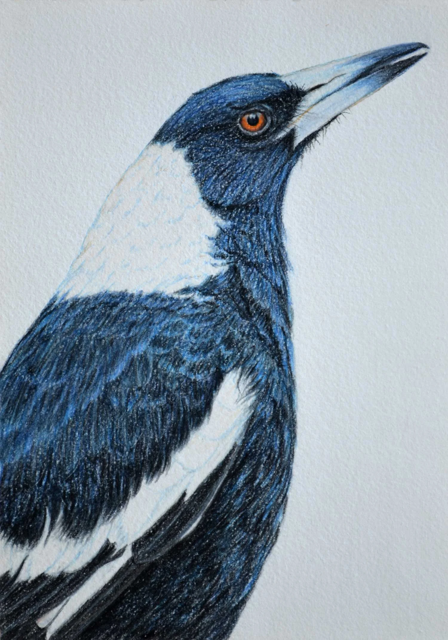 Australian Magpie 30 x 21 cm Pastel on handmade paper SOLD