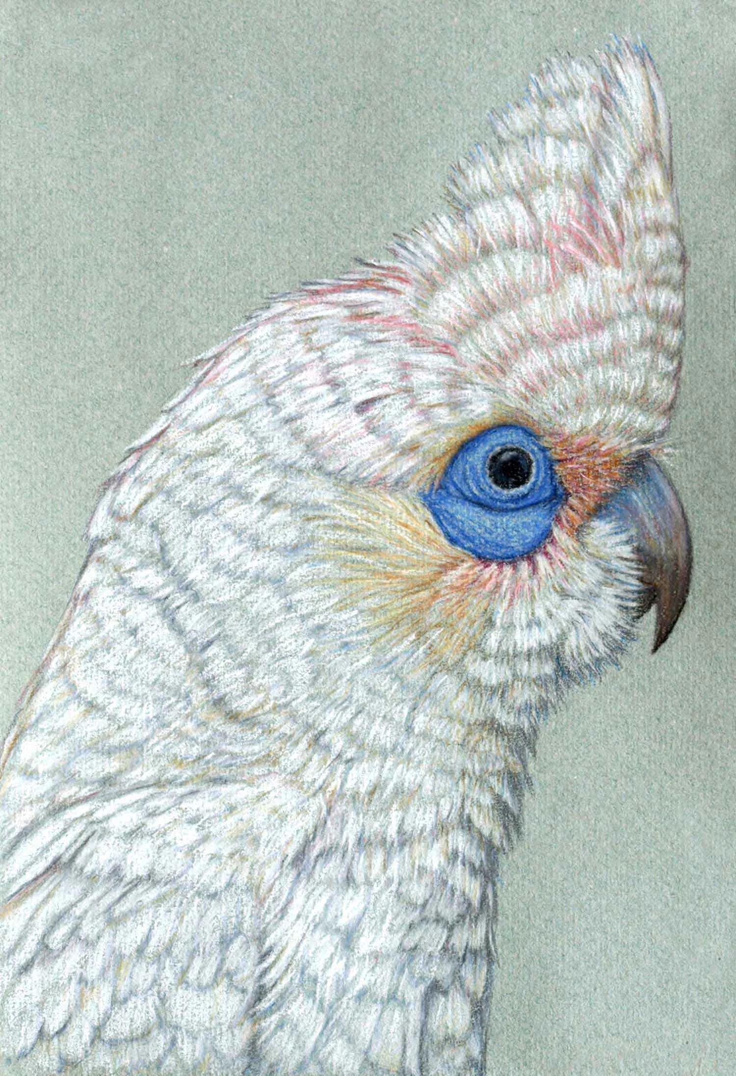 Corella 30 x 21 cm Pastel on handmade paper SOLD