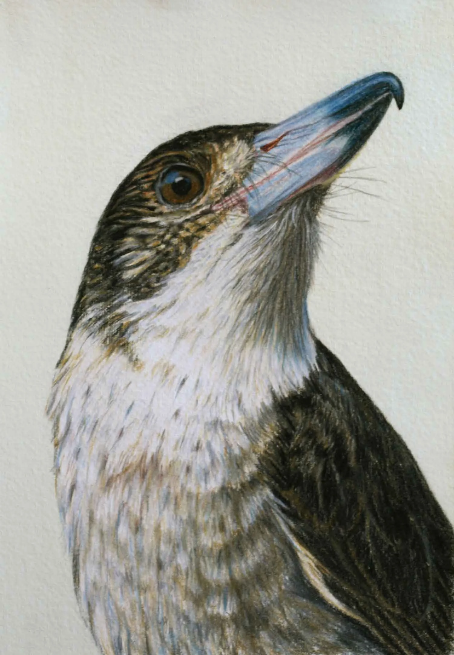 Butcher Bird II 30 x 21 cm Pastel on handmade paper SOLD