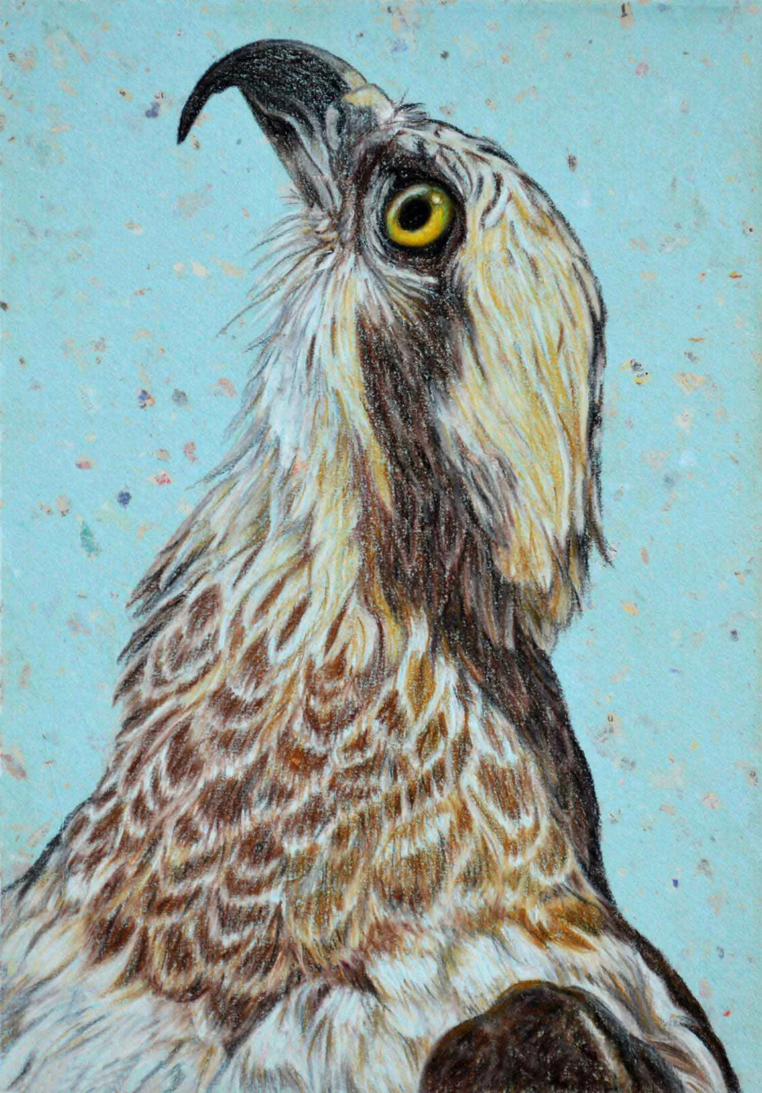 Osprey 30 x 21 cm PASTEL ON HANDMADE PAPER Sold