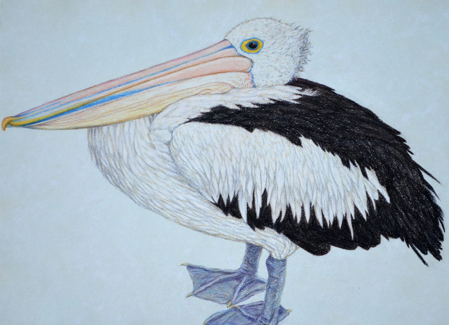 Pelican Resting 33.5 x 45.5 cm Pastel on handmade paper SOLD
