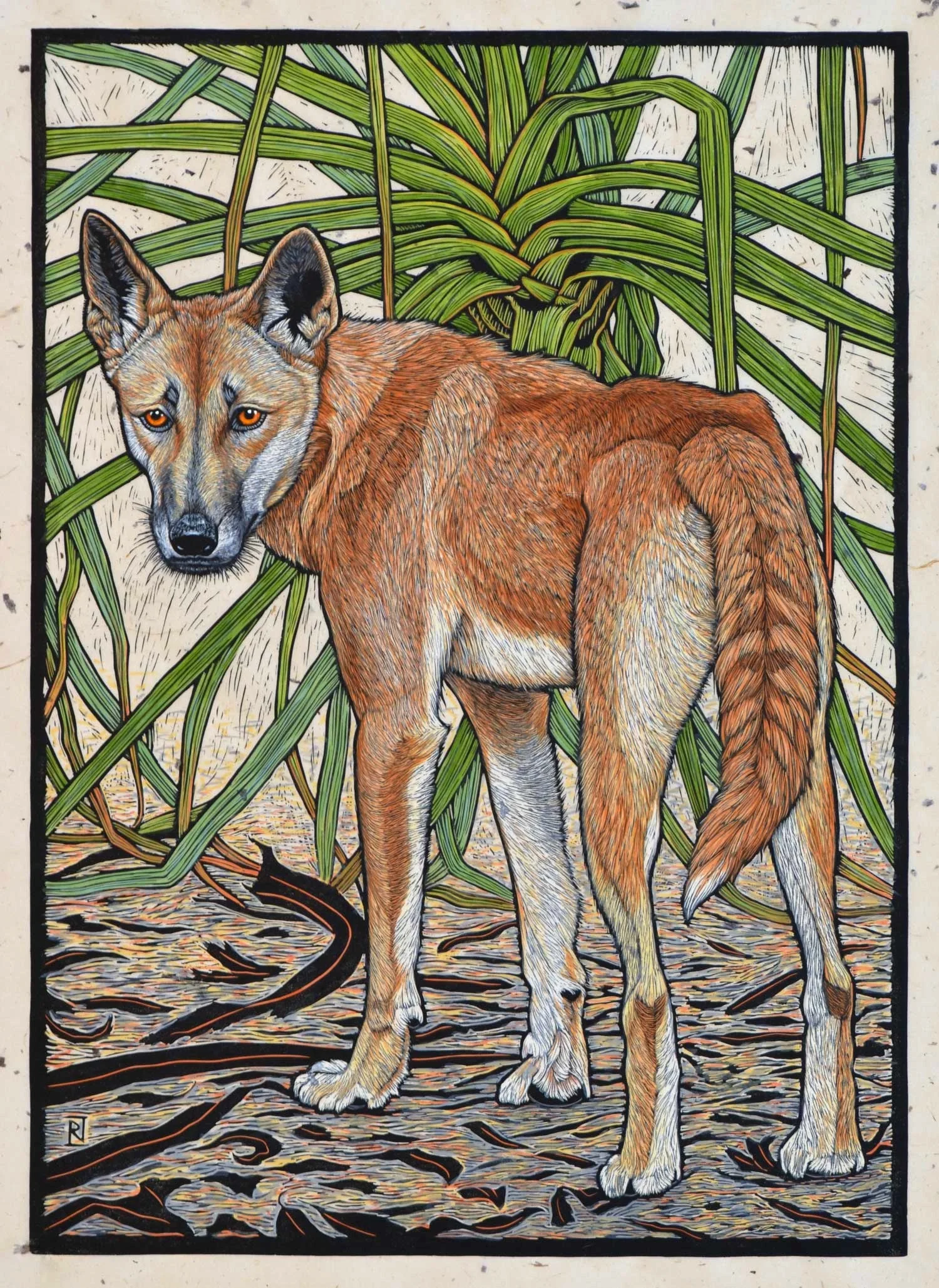 Dingo, Northern Territory 71 x 51 cm Edition of 50 Hand coloured linocut on handmade Japanese paper $1,700