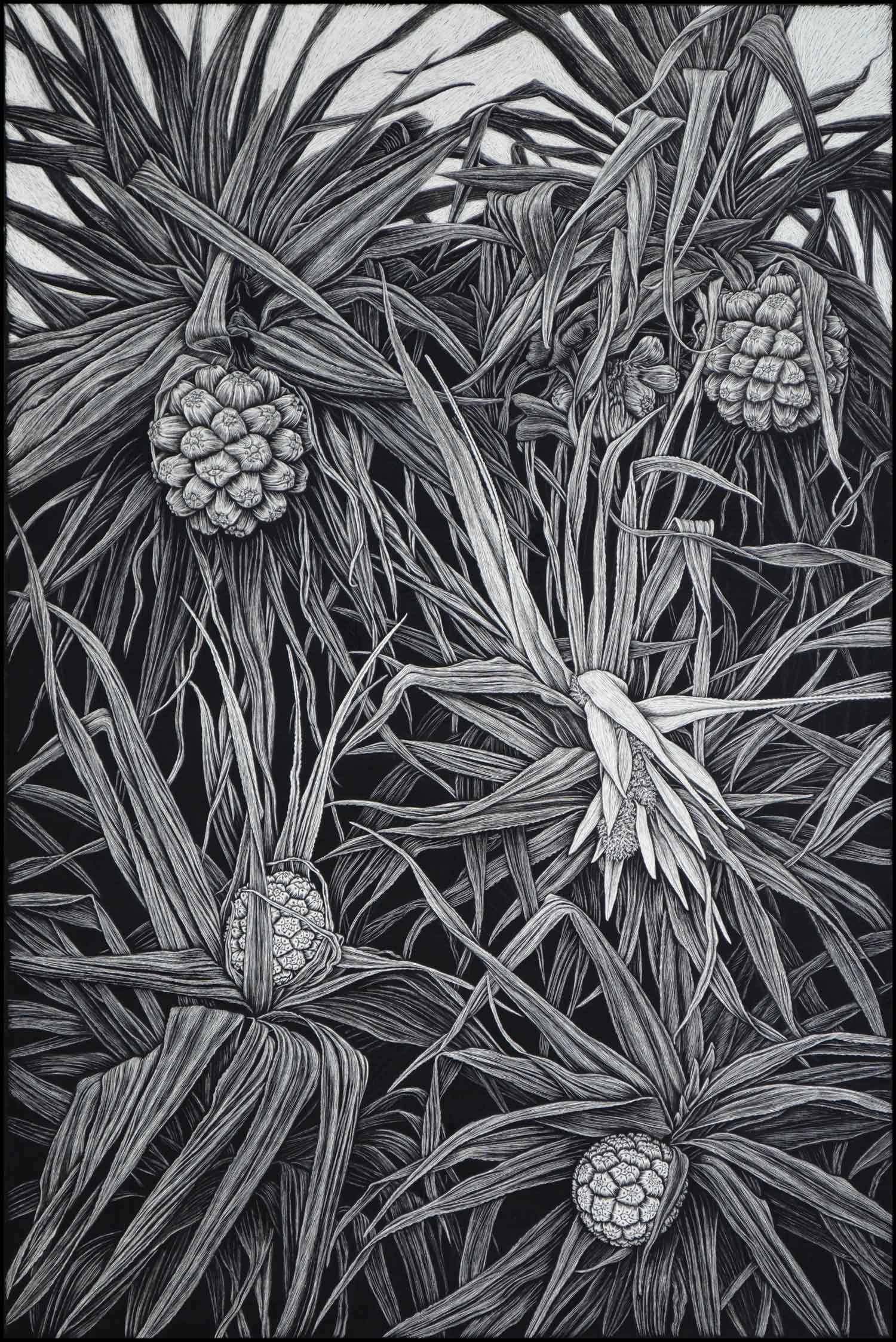 Pandanus in Flower 91.5 x 61 cm Edition of 50 PIGMENT ON COTTON RAG PAPER $1,550