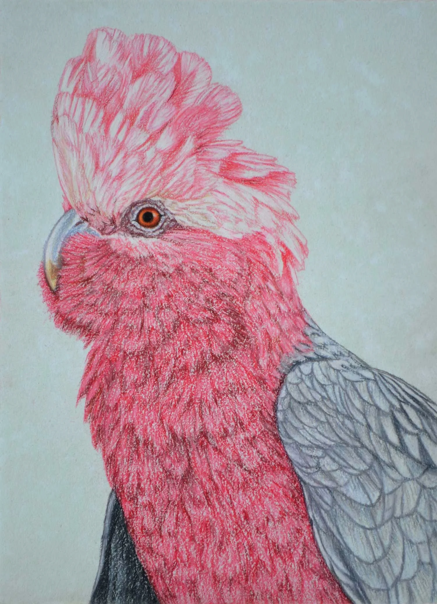 Galah IV Pastel on handmade paper sold
