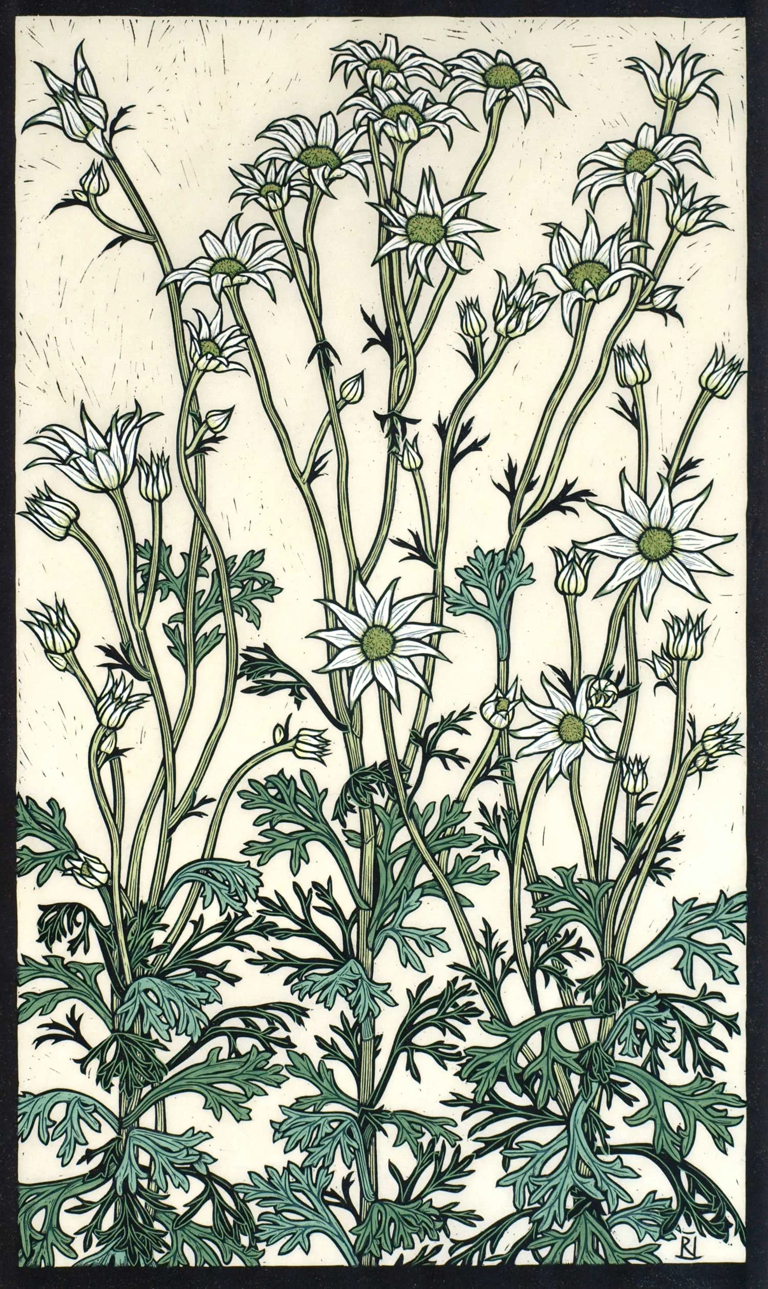FLANNEL FLOWER 67 X 40 CM EDITION OF 50 HAND COLOURED LINOCUT ON HANDMADE JAPANESE PAPER $1,350