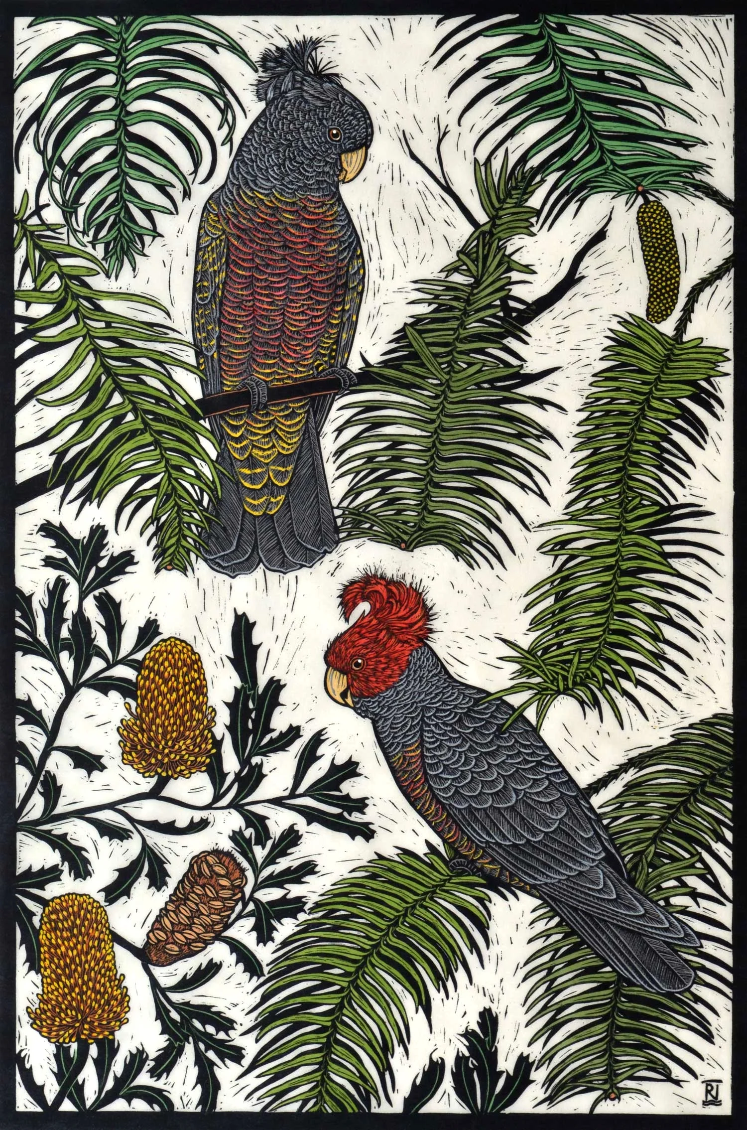 GANG-GANG COCKATOO & WOLLEMI PINE 75 X 50 CM EDITION OF 50 HAND COLOURED LINOCUT ON HANDMADE JAPANESE PAPER $1,550