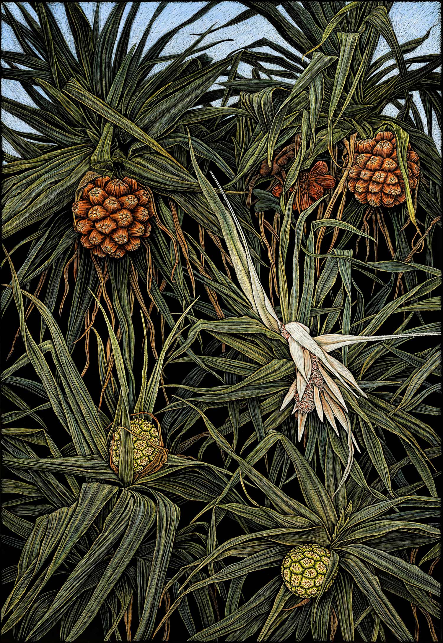 pandanus-in-flower-colour-engraving-rachel-newling.jpg