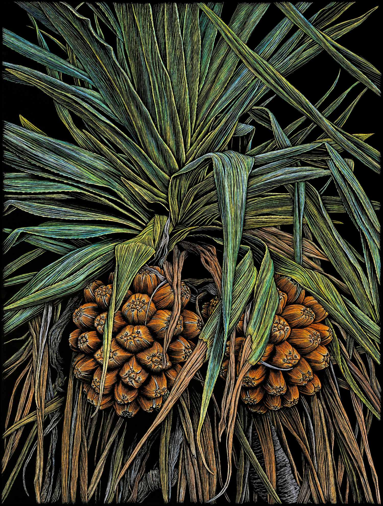 pandanus-palm-beach-colour-engraving-rachel-newling.jpg