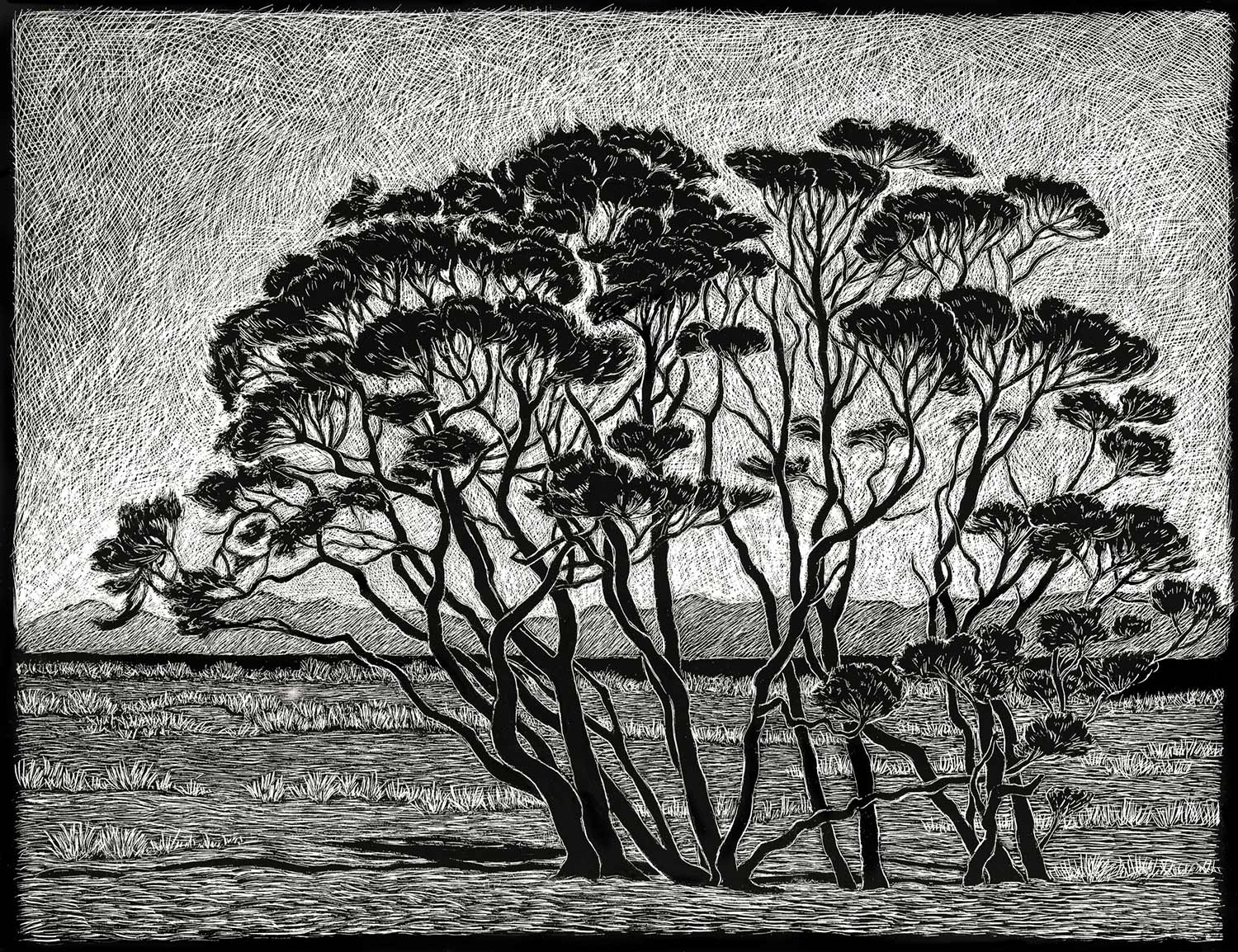 manuka-trees-engraving-rachel-newling.jpg