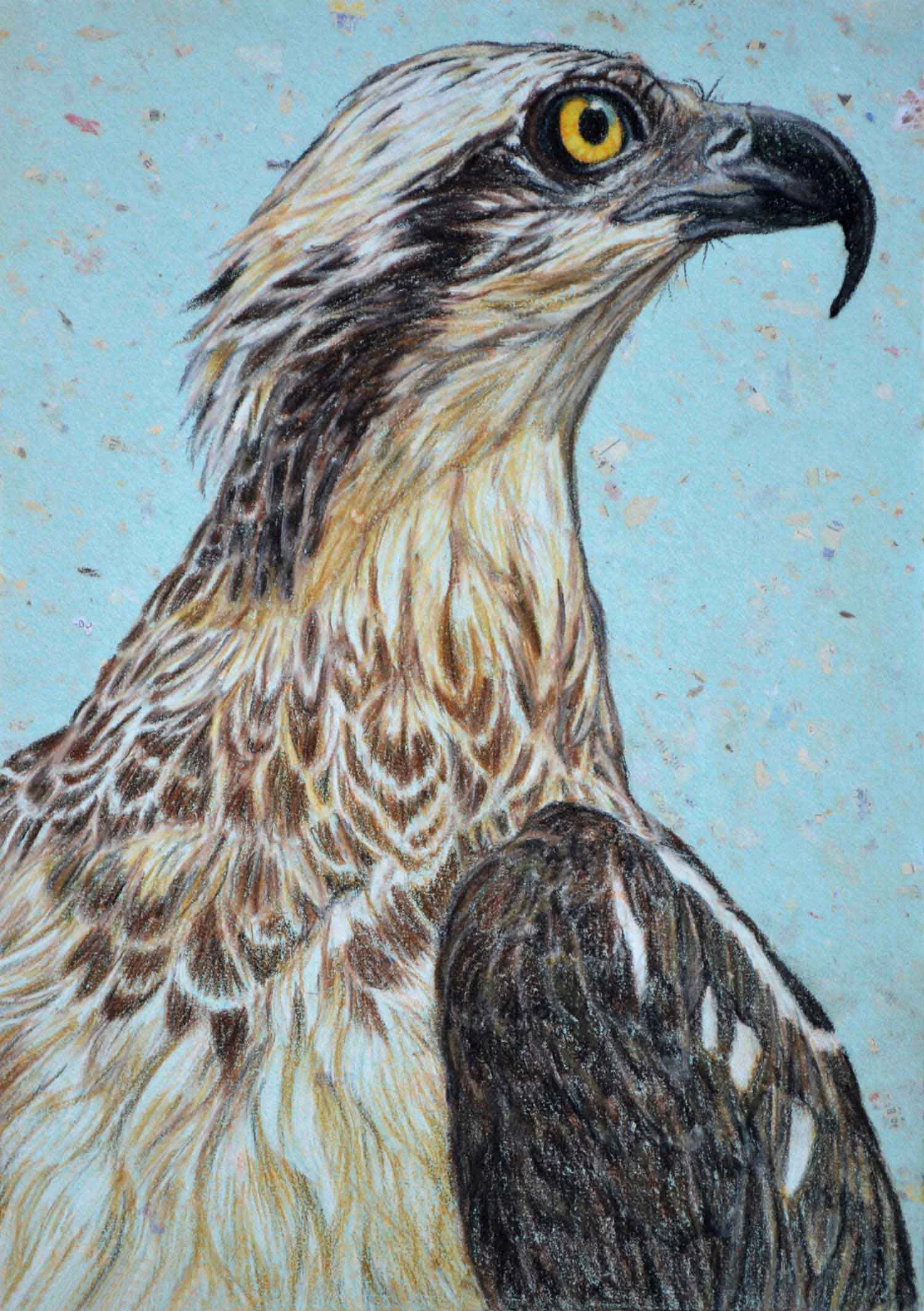Ospray 37 x 26 cm, Pastel Drawing on handmade paper Available as a limited edition print $650