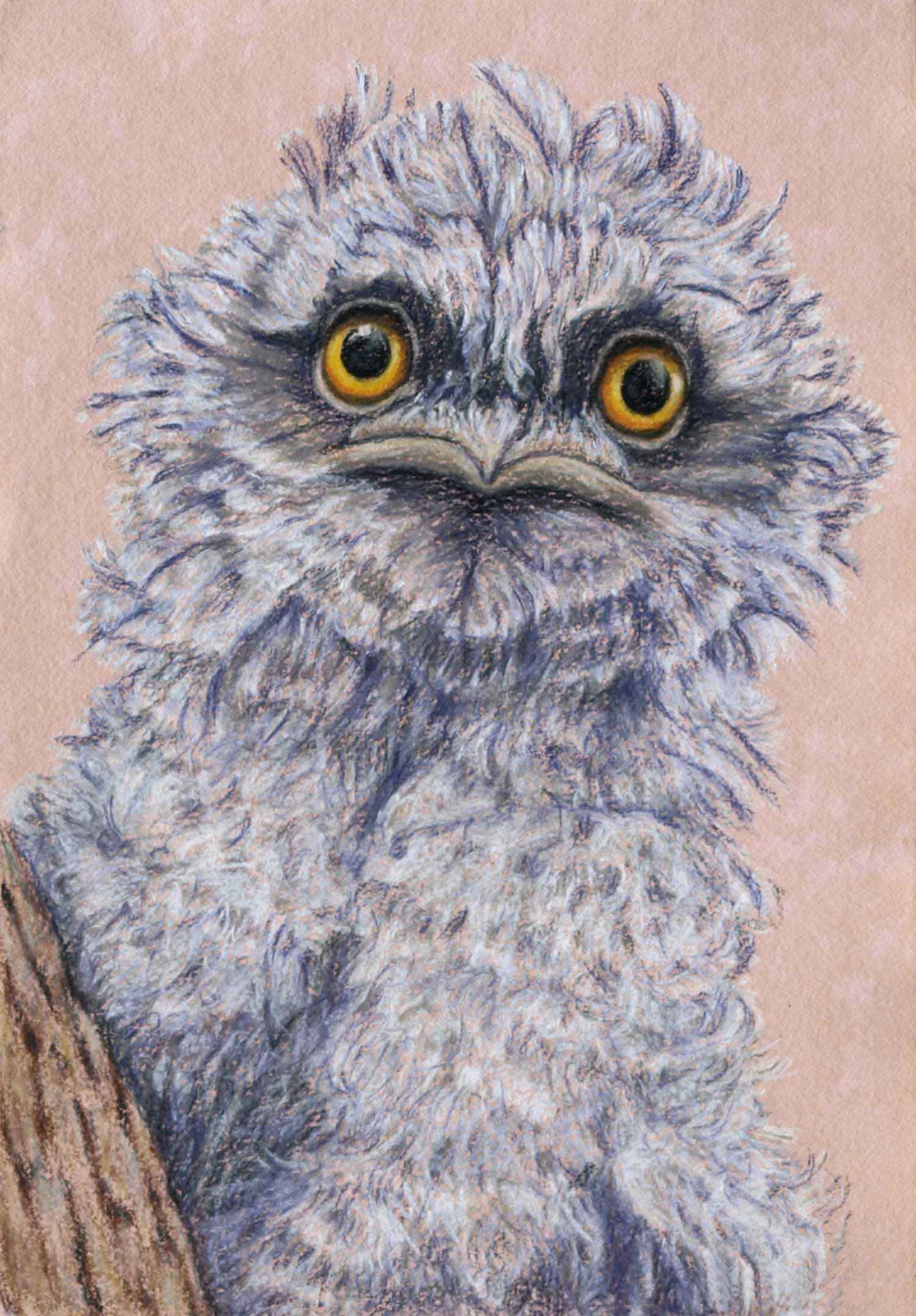 Tawny Frogmouth chick 37 x 26 cm, Pastel Drawing on handmade paper Available as a limited edition print $650