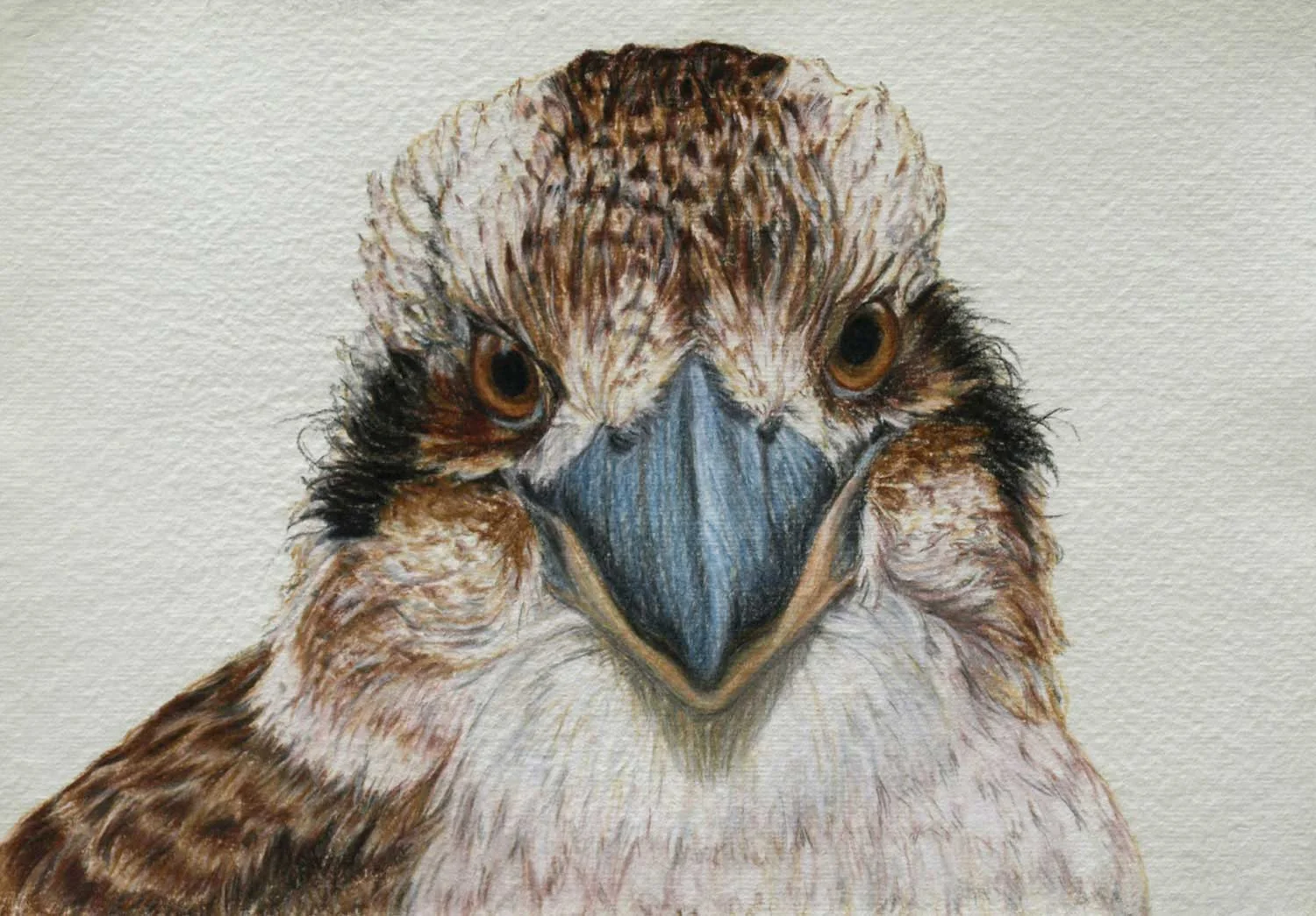 Kookaburra 26 x 37 cm, Pastel Drawing on handmade paper Available as a limited edition print $650