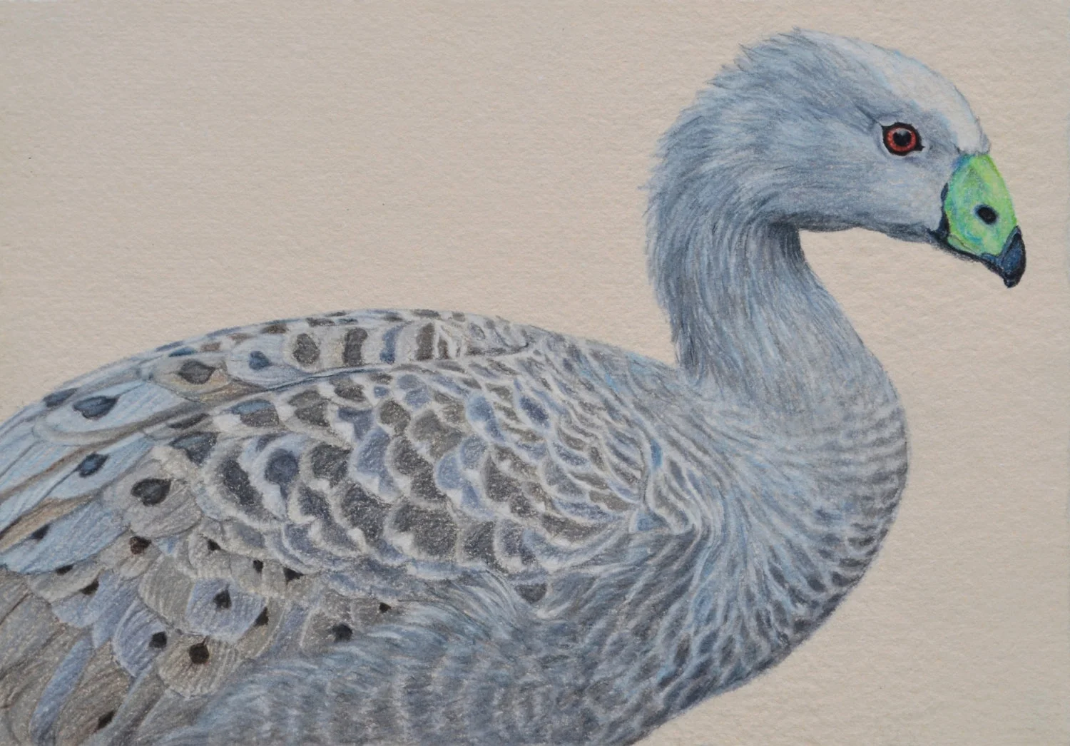 cape barren goose 26 x 37 cm, Pastel Drawing on handmade paper Available as a limited edition print $650