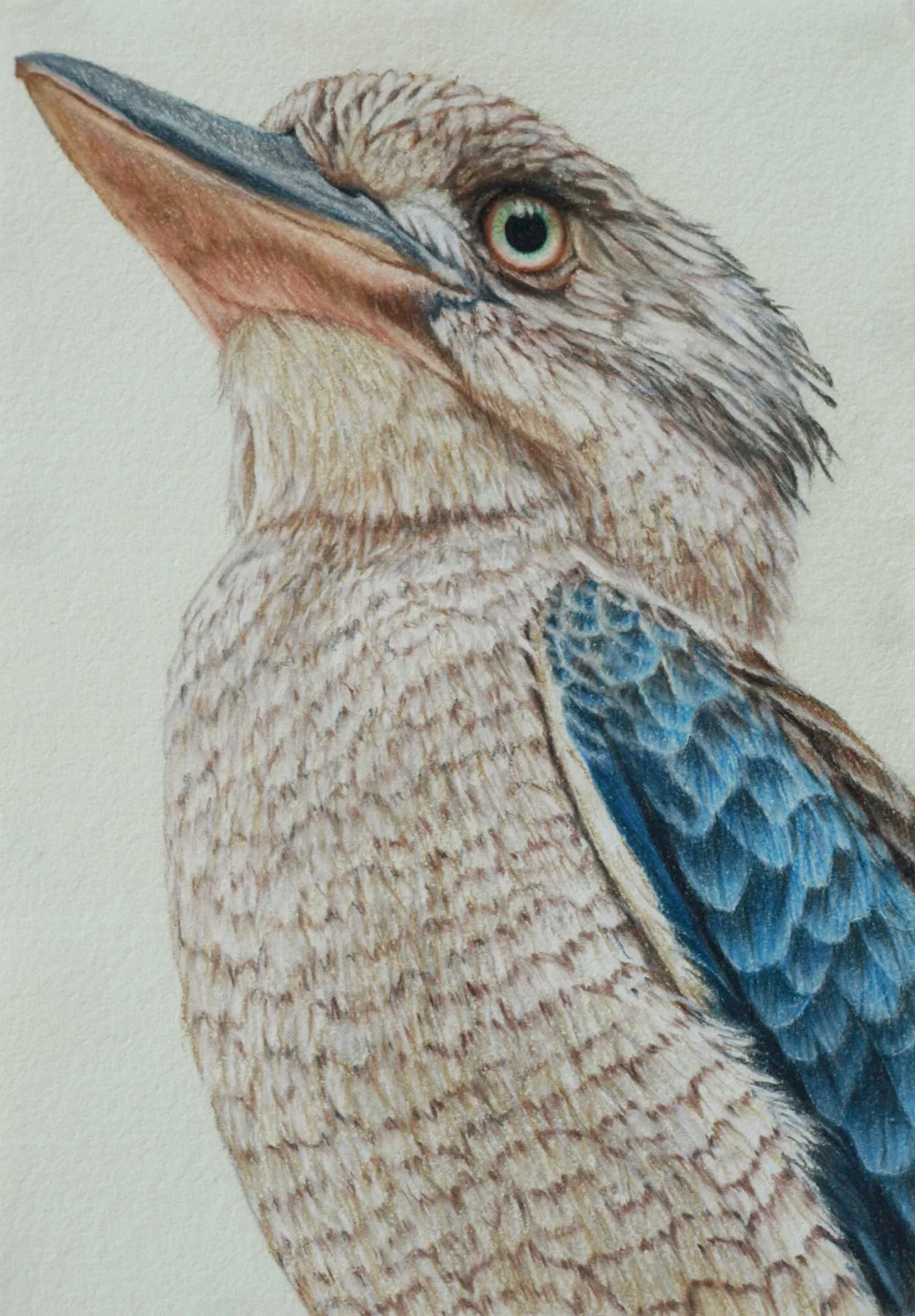 Blue Winged kookaburra 37 x 26 cm, Pastel Drawing on handmade paper Available as a limited edition print $650