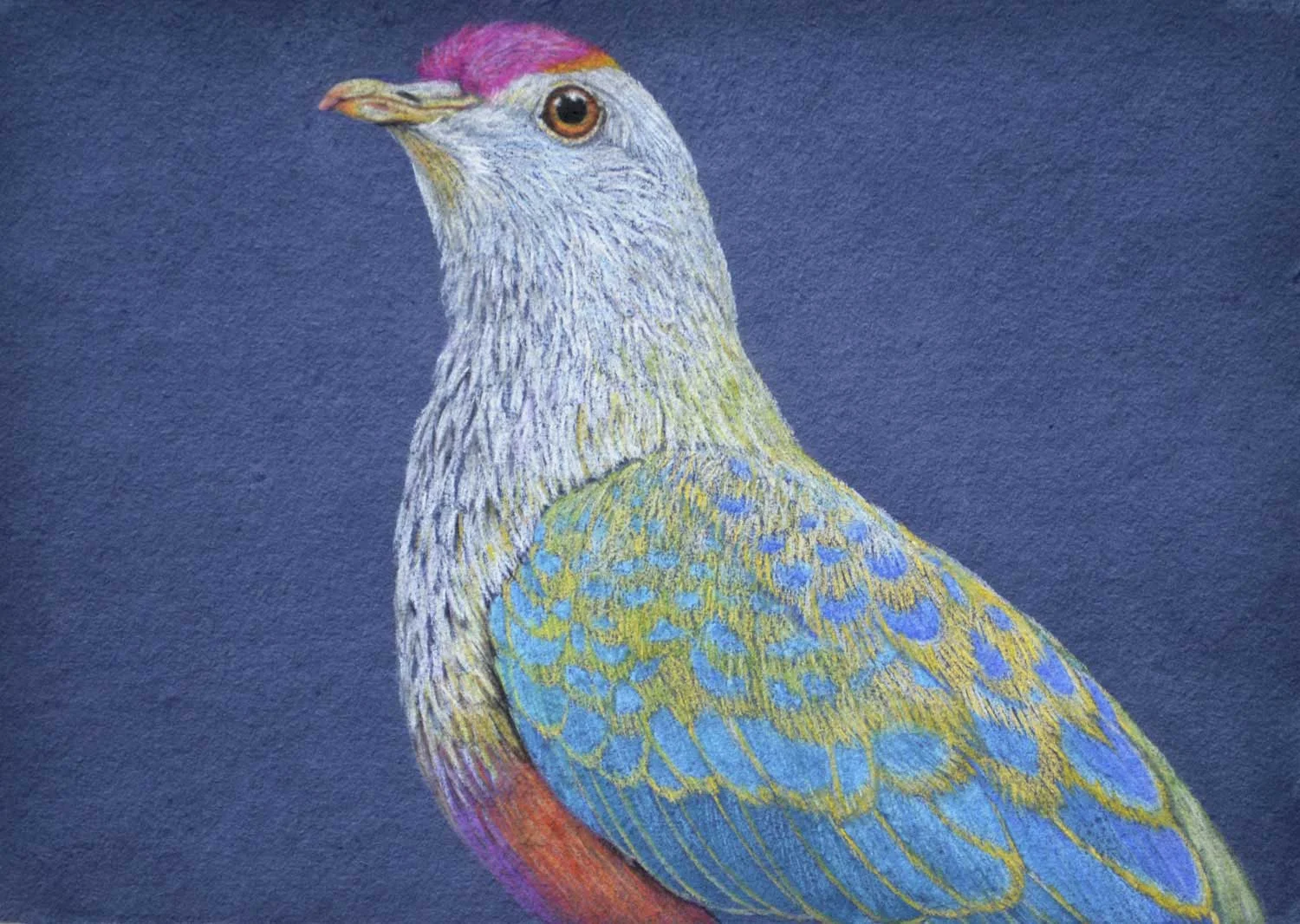 Rose crowned fruit dove 26 x 37, cm Pastel Drawing on handmade paper Available as a limited edition print $650